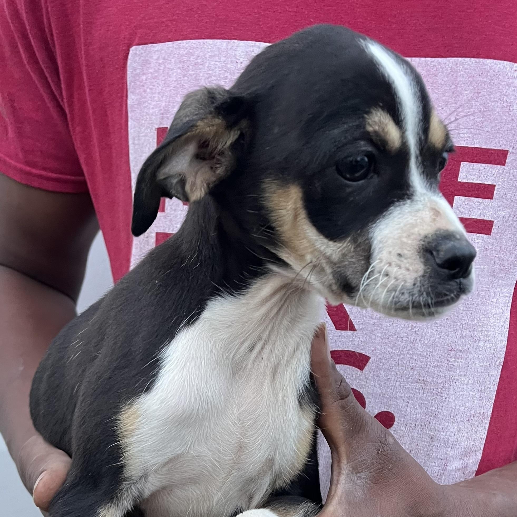 Enlarge Belle - Local March 13-15, an adopted mixed breed in Gresham, OR image 6/6