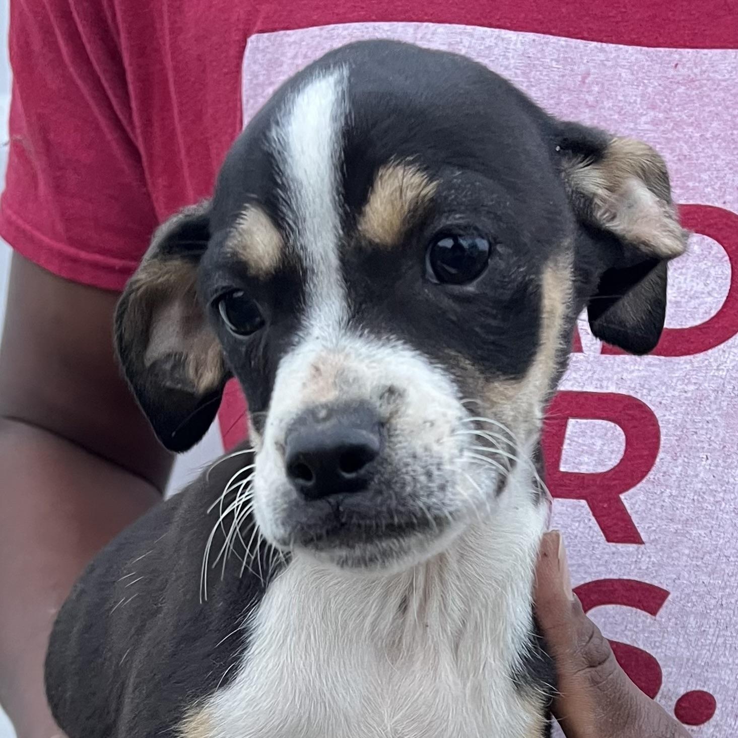 Enlarge Belle - Local March 13-15, an adopted mixed breed in Gresham, OR image 3/6