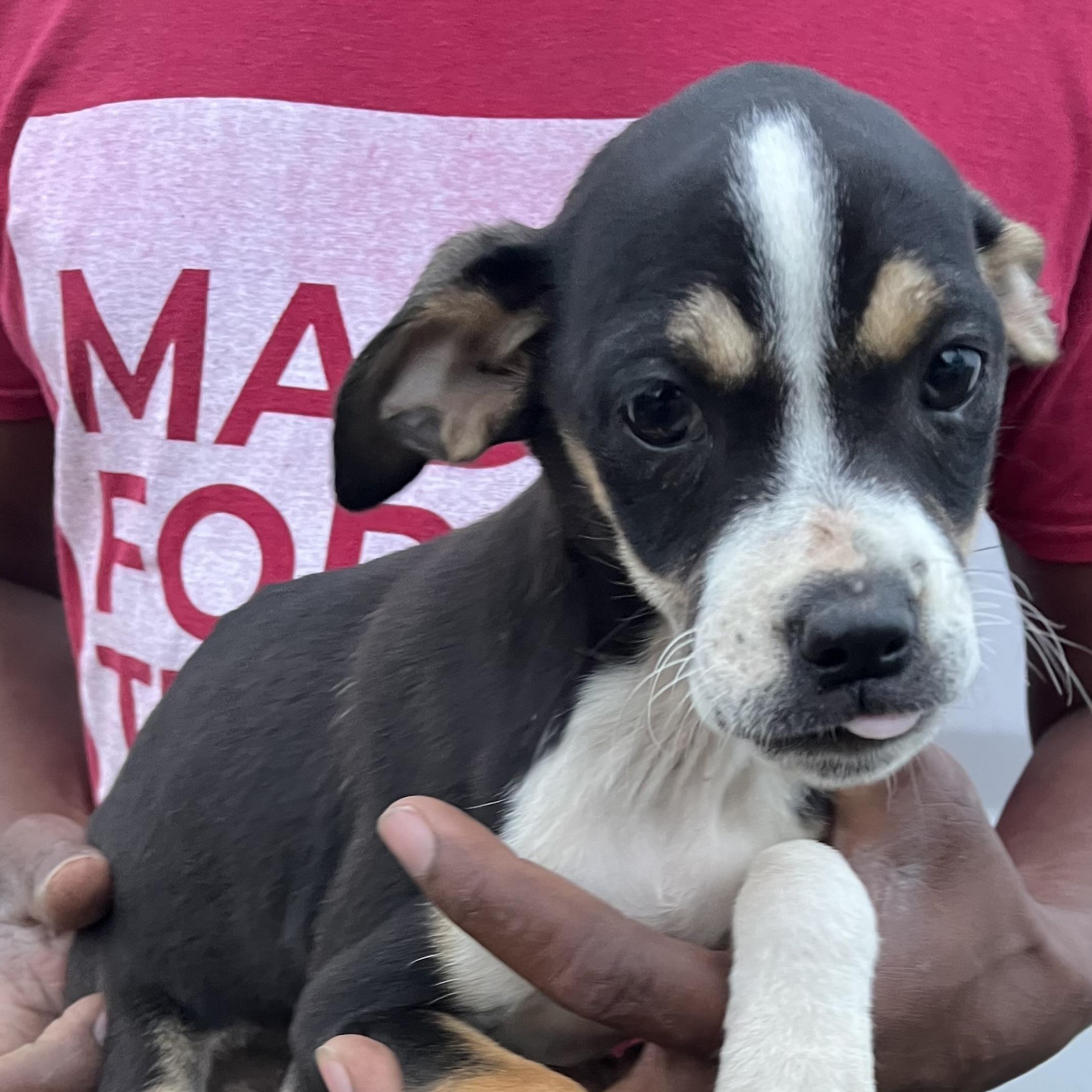 Enlarge Belle - Local March 13-15, an adopted mixed breed in Gresham, OR image 2/6