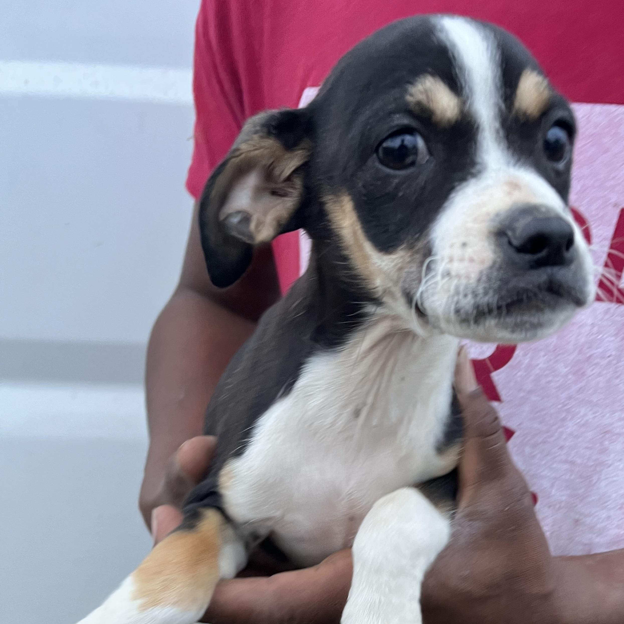 Enlarge Belle - Local March 13-15, an adopted mixed breed in Gresham, OR image 4/6