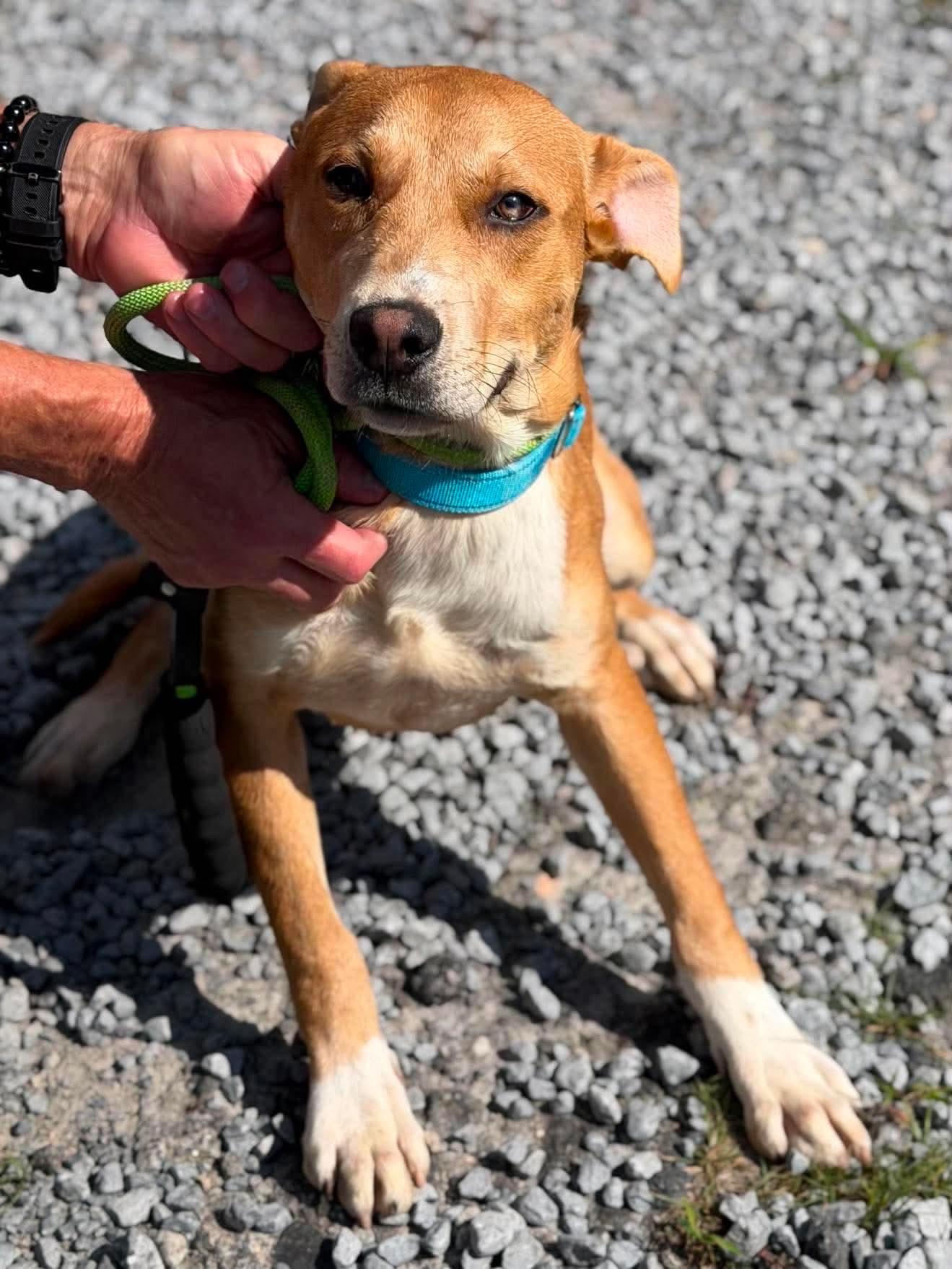 Finn, ADOPTABLE, Young Male Carolina Dog & Terrier.