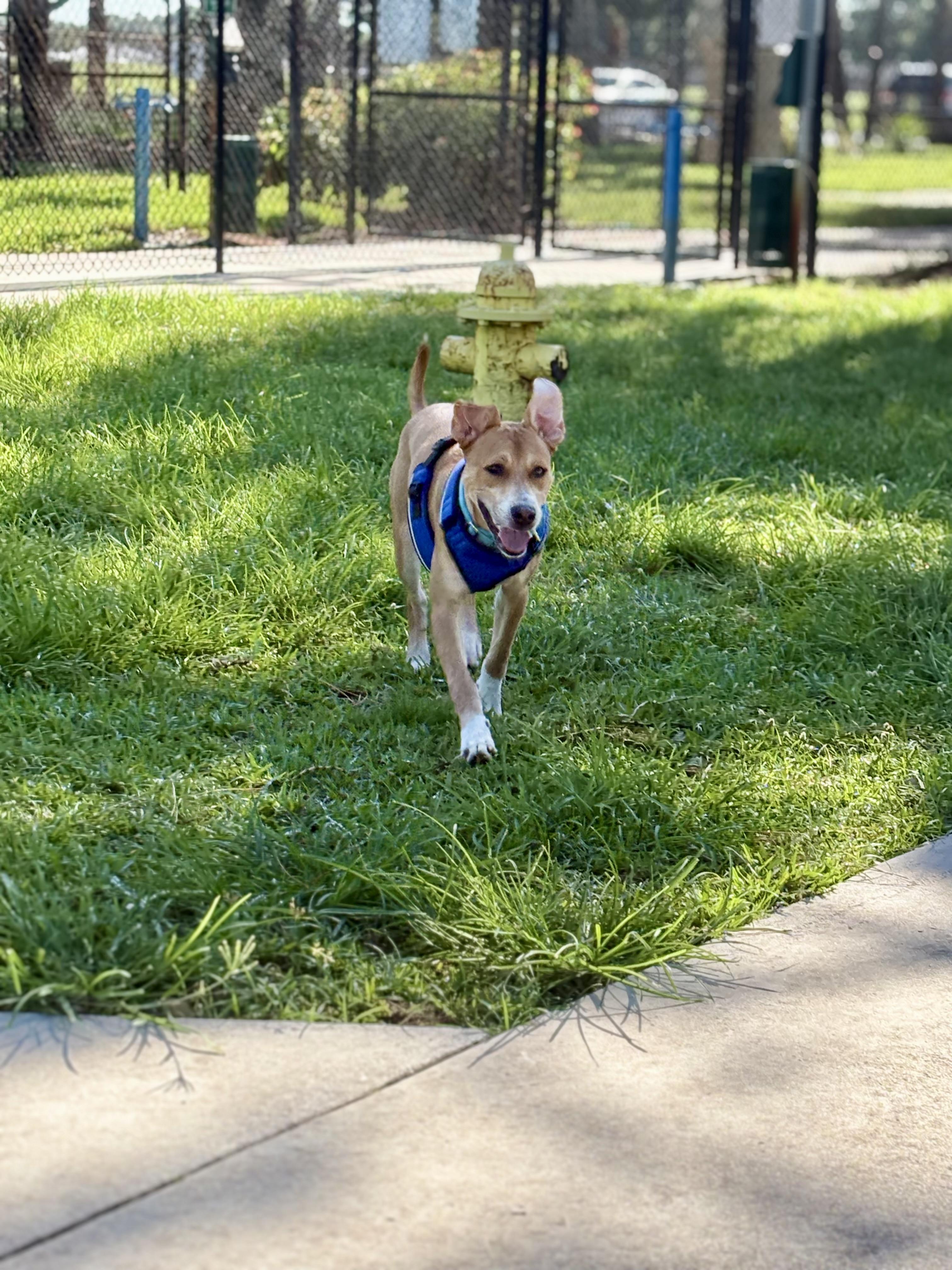 Enlarge Finn, a ADOPTABLE mixed breed in Port Saint Lucie, FL image 2/6