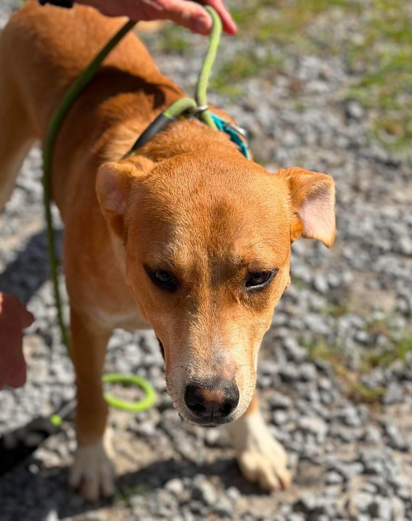 Finn, a ADOPTABLE mixed breed in Port Saint Lucie, FL image 3/3
