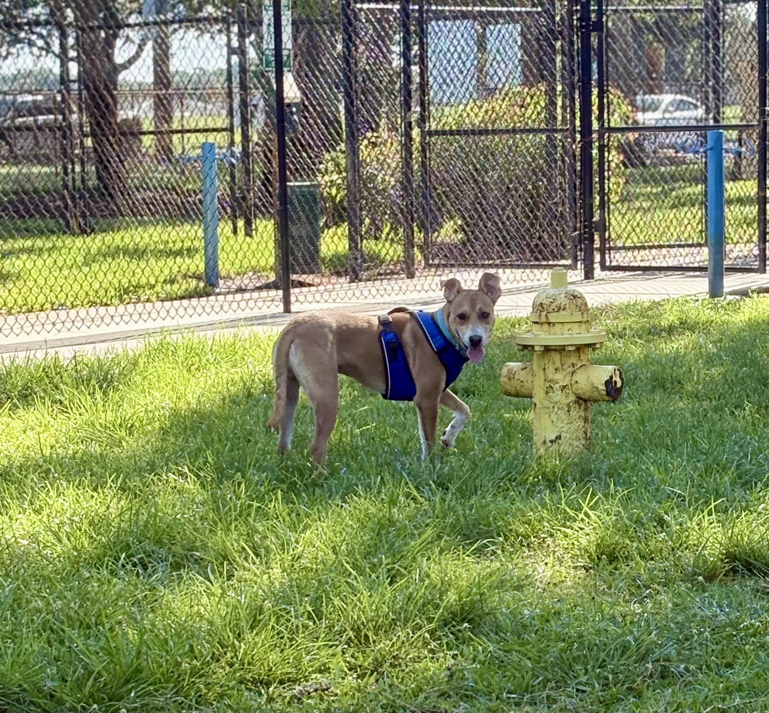 Finn, ADOPTABLE, Young Male Carolina Dog & Terrier.