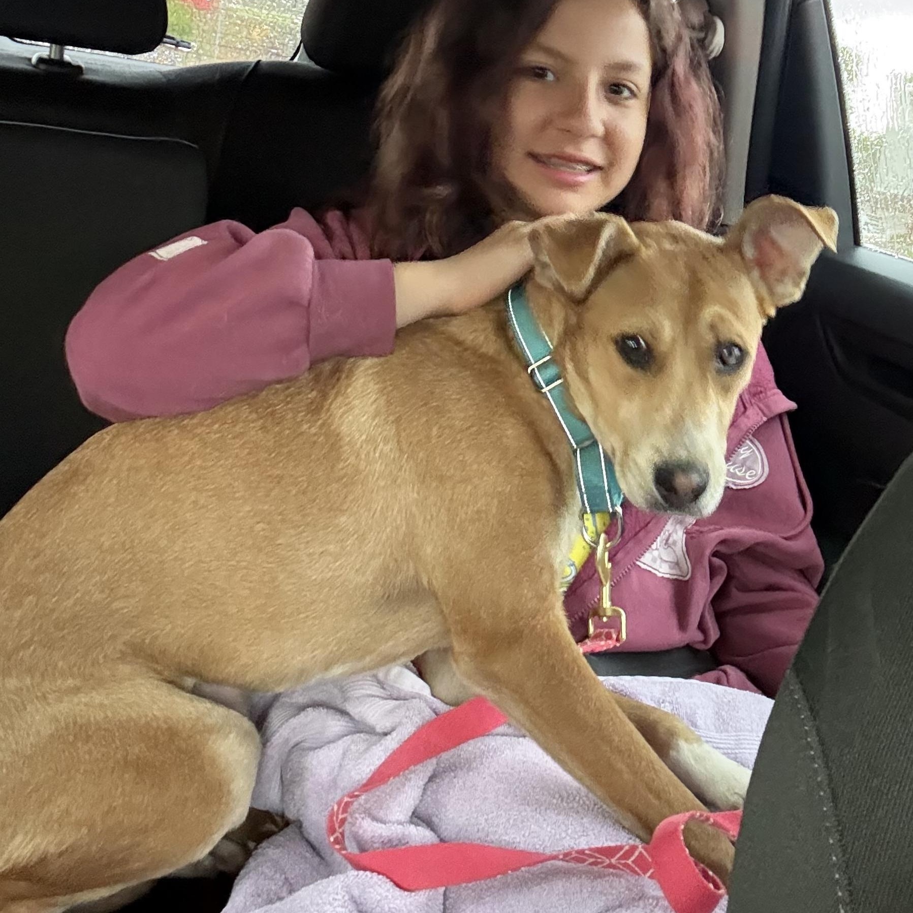 Enlarge Finn, a ADOPTABLE mixed breed in Port Saint Lucie, FL image 4/6
