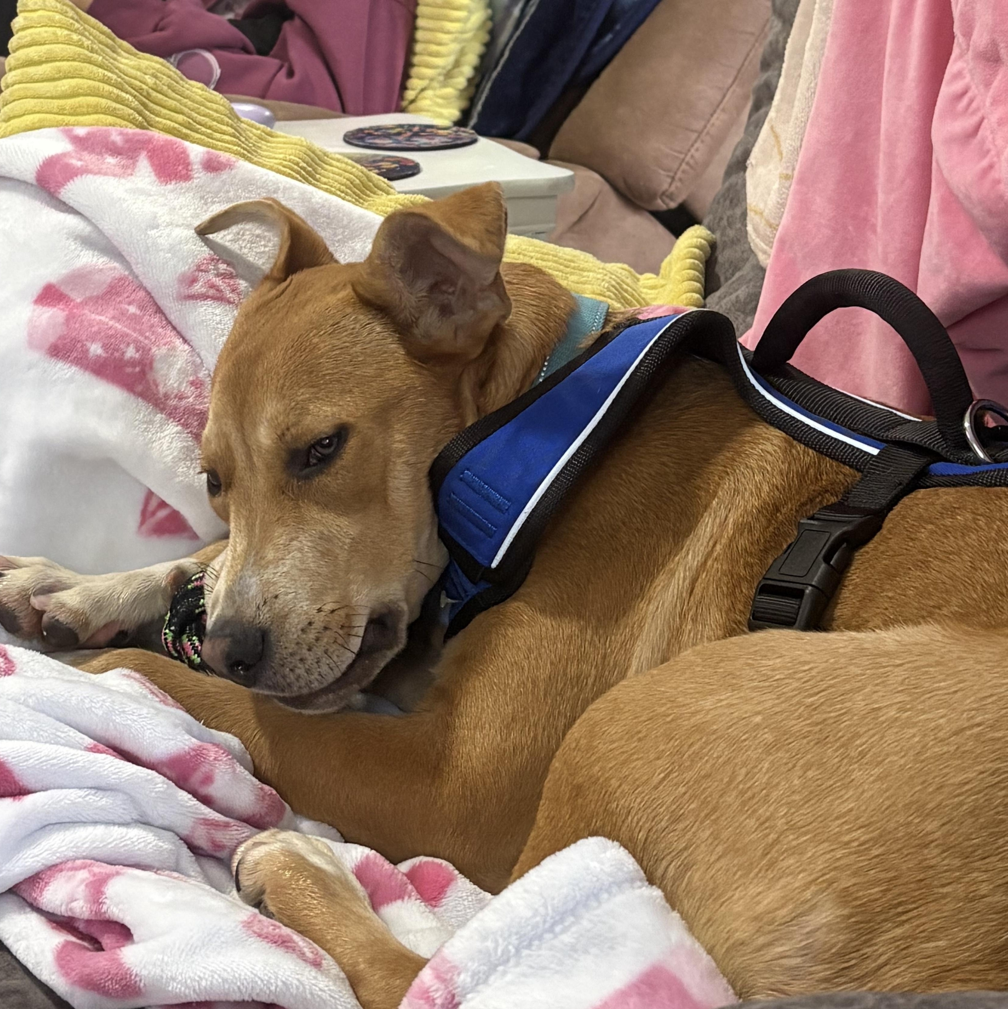 Enlarge Finn, a ADOPTABLE mixed breed in Port Saint Lucie, FL image 5/6