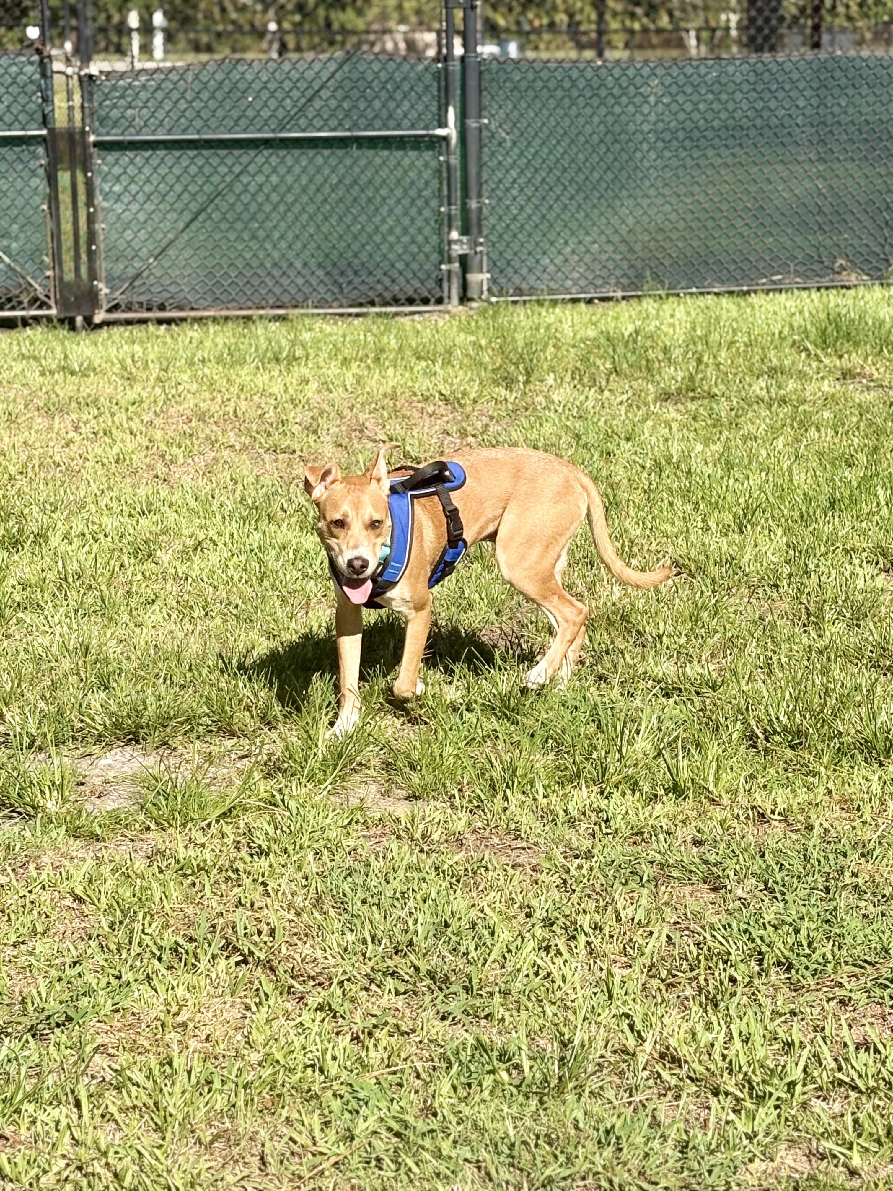 Enlarge Finn, a ADOPTABLE mixed breed in Port Saint Lucie, FL image 3/6
