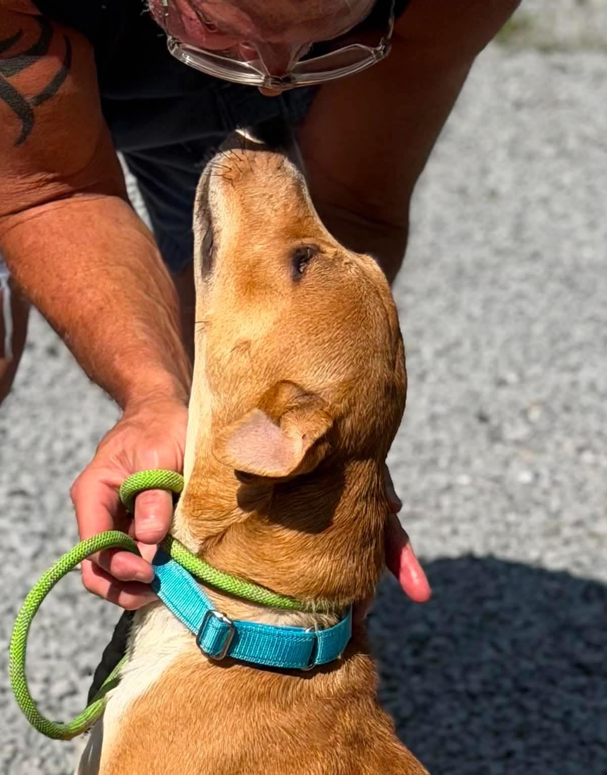 Finn, a ADOPTABLE mixed breed in Port Saint Lucie, FL image 2/3