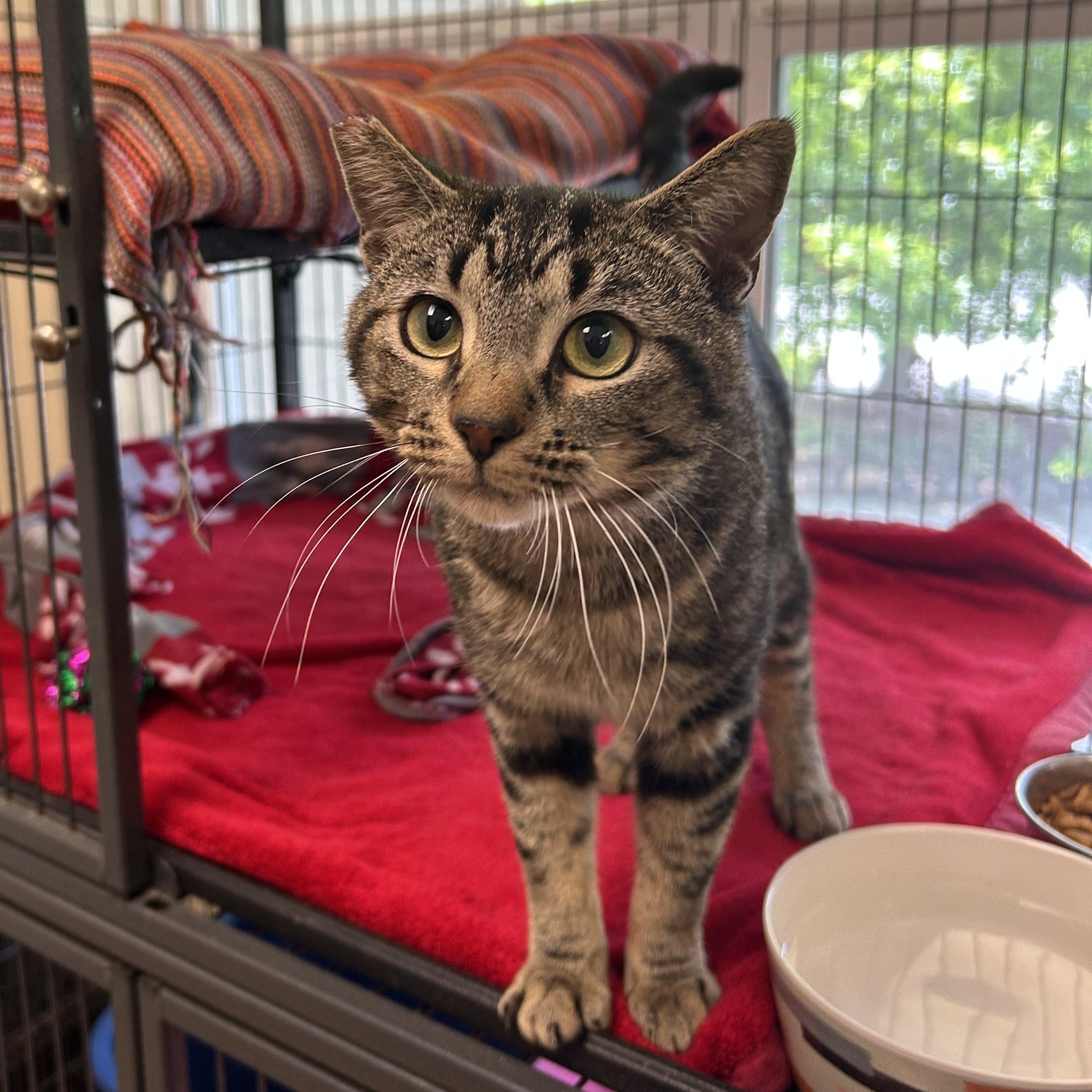 Baldwin, a Adoptable Domestic Short Hair in Seymour, TN image 2/2