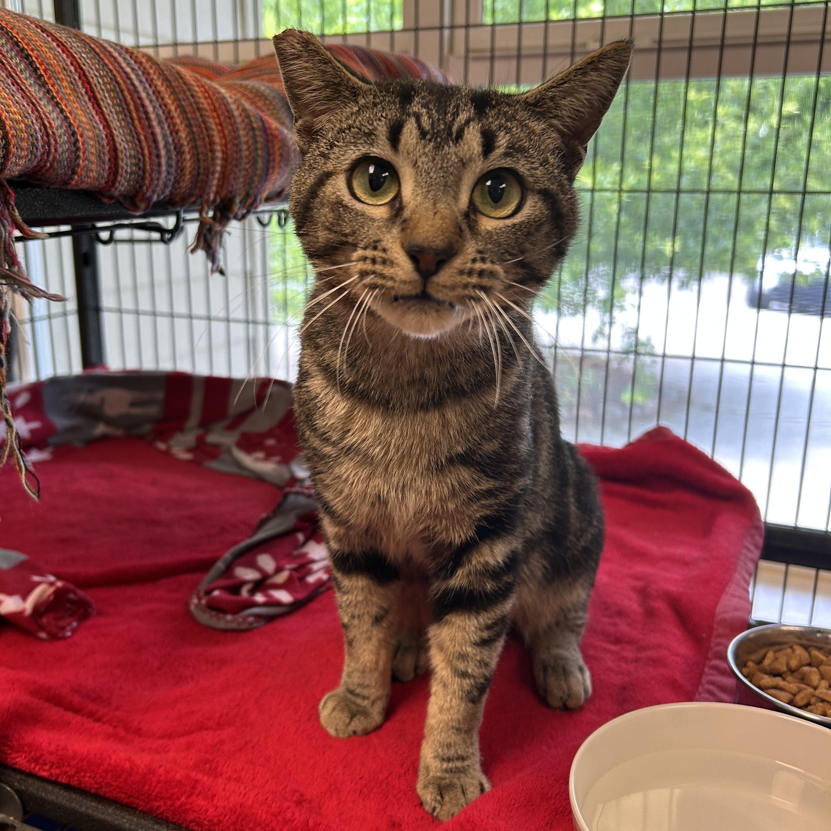 Baldwin, Adoptable, Young Male Domestic Short Hair.