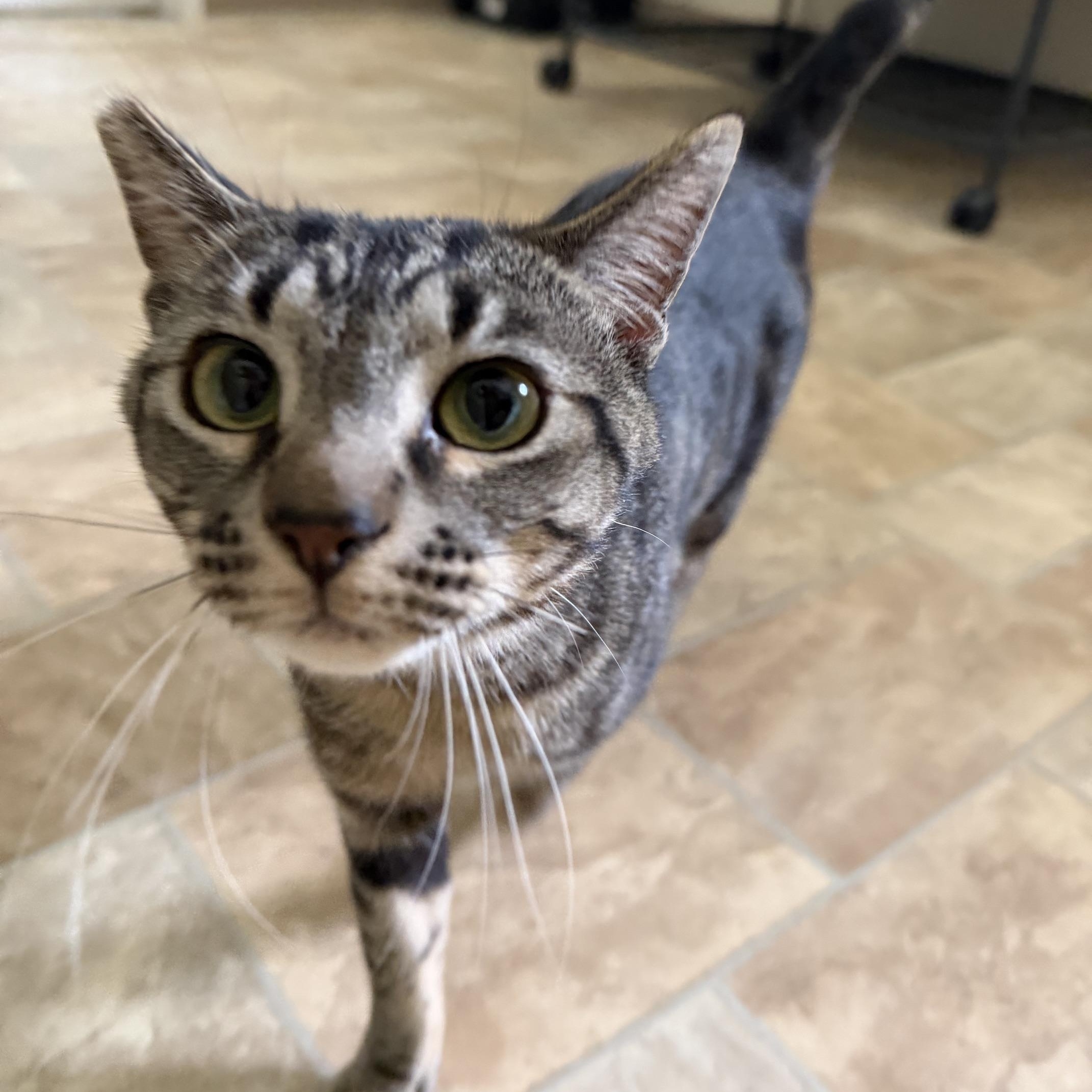 Baldwin, a Adoptable Domestic Short Hair in Seymour, TN image 5/5
