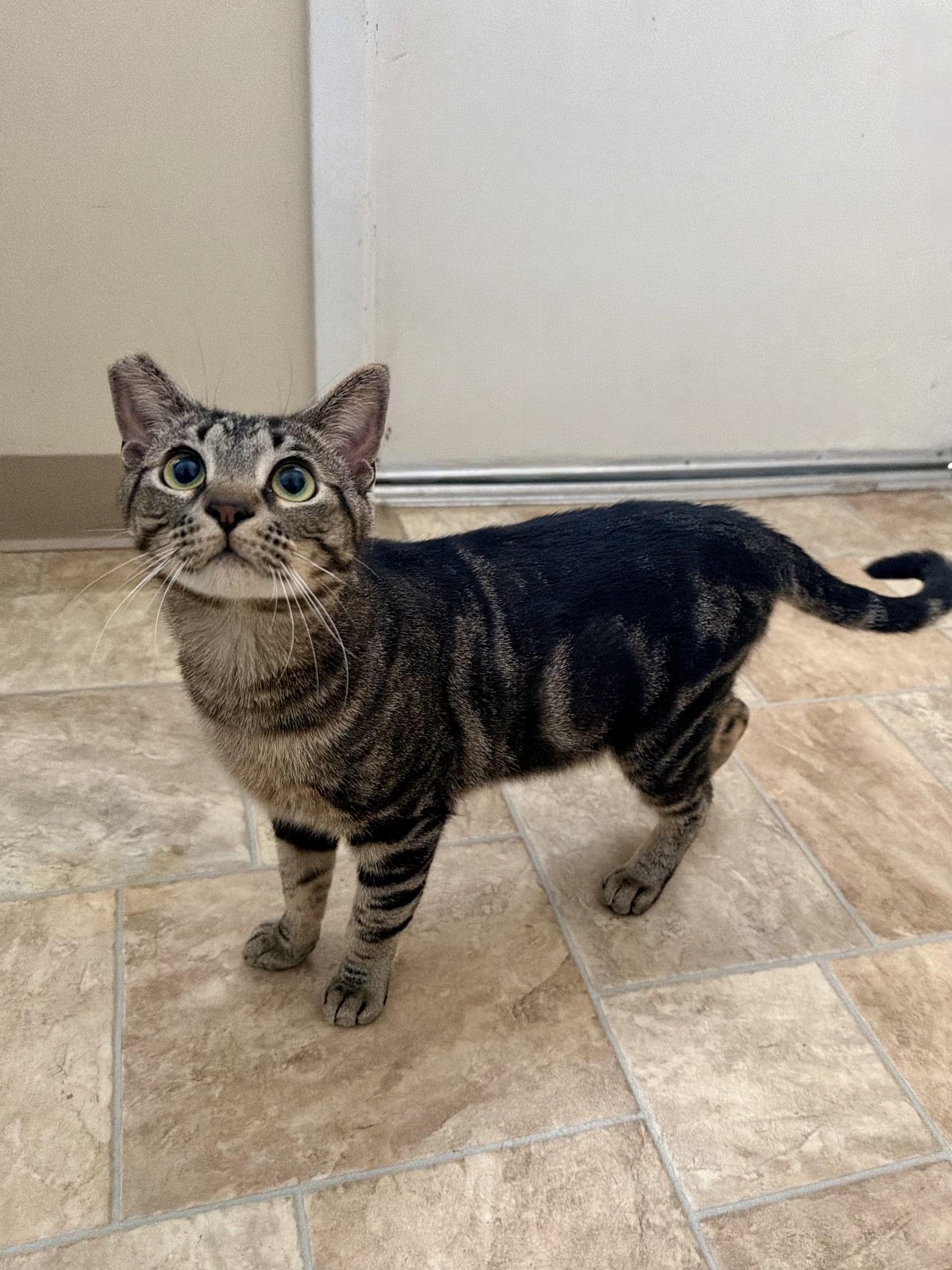 Baldwin, a Adoptable Domestic Short Hair in Seymour, TN image 3/5