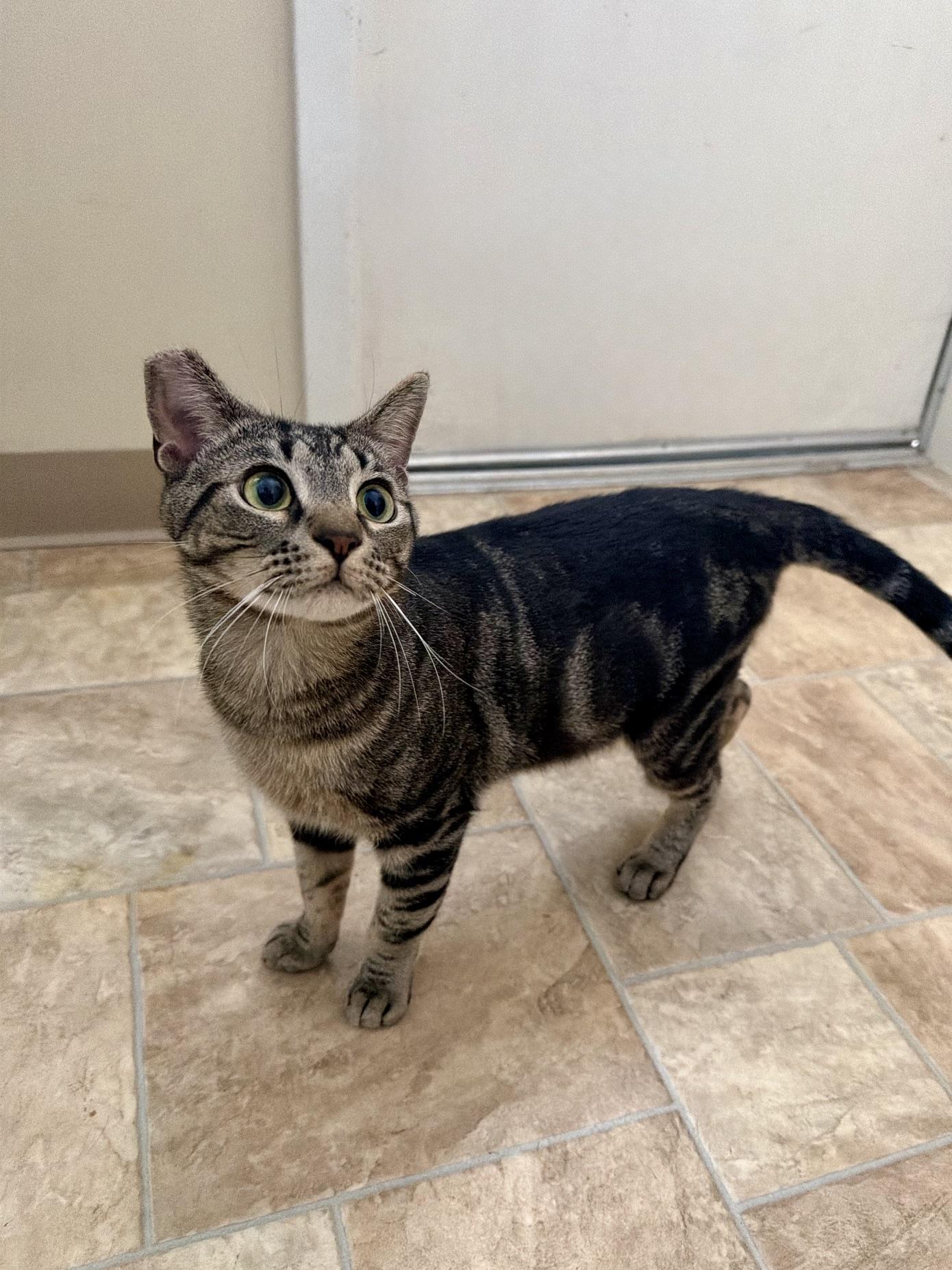 Baldwin, a Adoptable Domestic Short Hair in Seymour, TN image 1/5