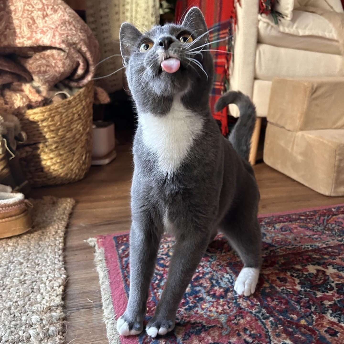 Enlarge Grayson III, an adopted Domestic Short Hair in Cooperstown, NY image 2/4