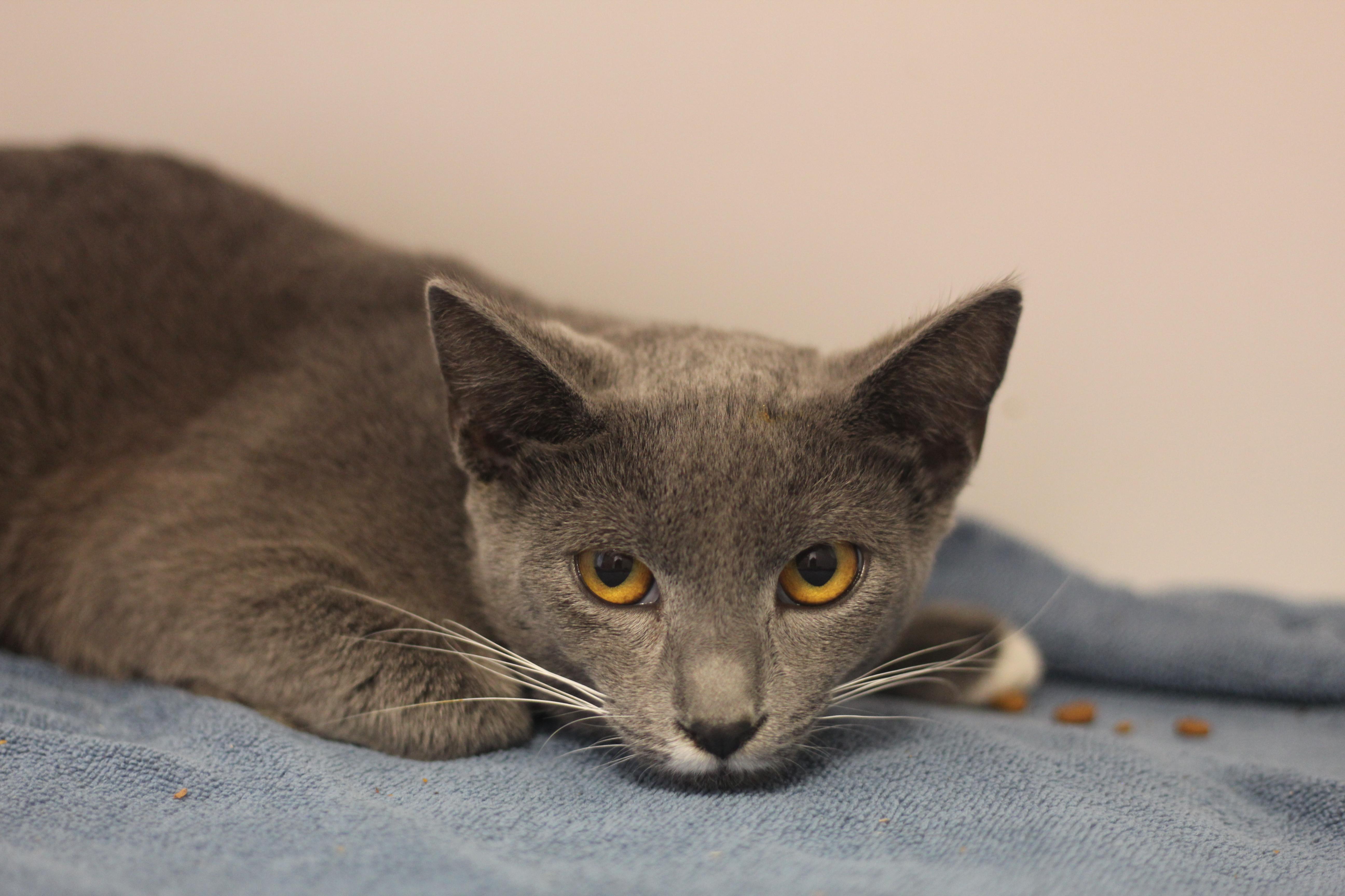 Enlarge Grayson III, an adopted Domestic Short Hair in Cooperstown, NY image 4/4