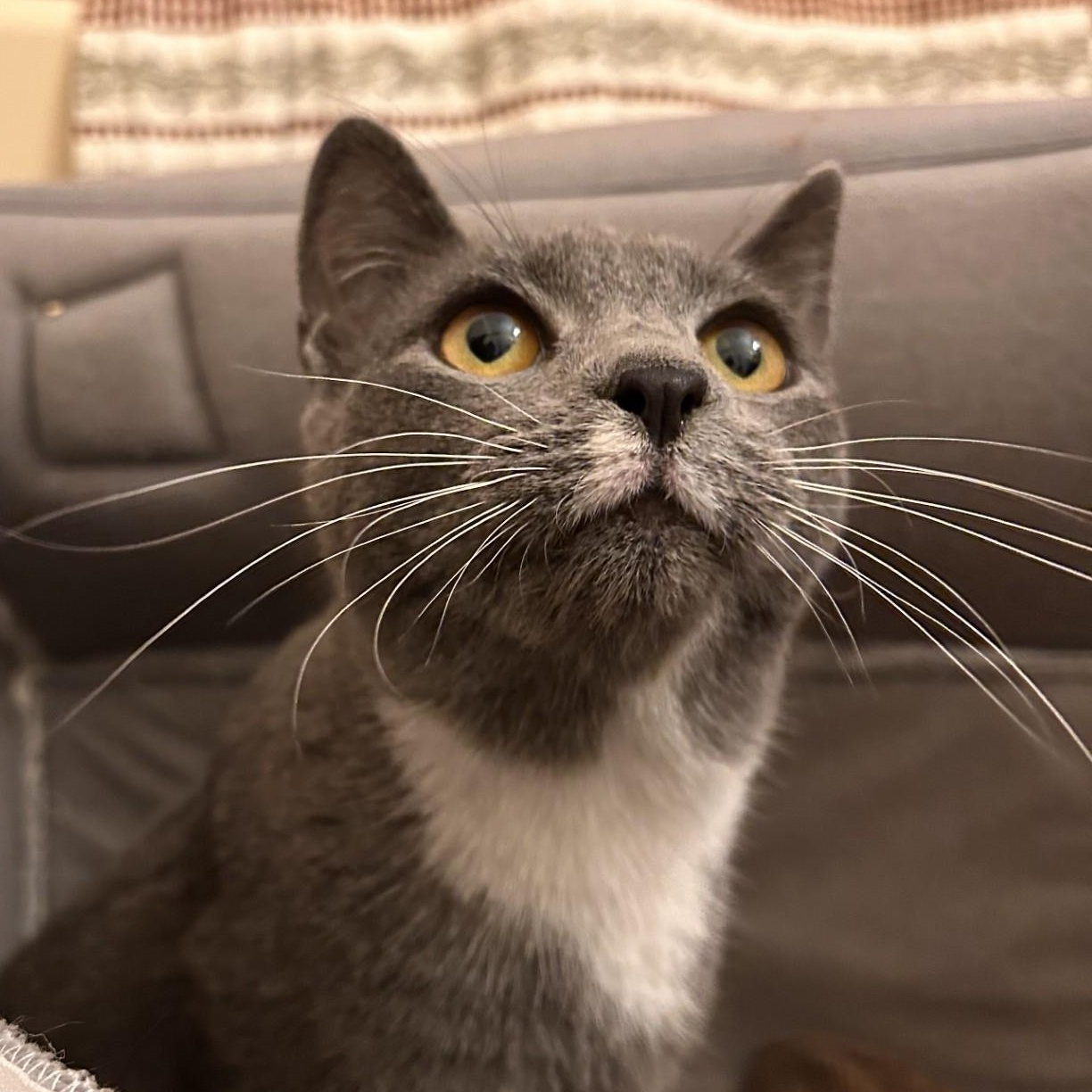 Enlarge Grayson III, an adopted Domestic Short Hair in Cooperstown, NY image 3/4