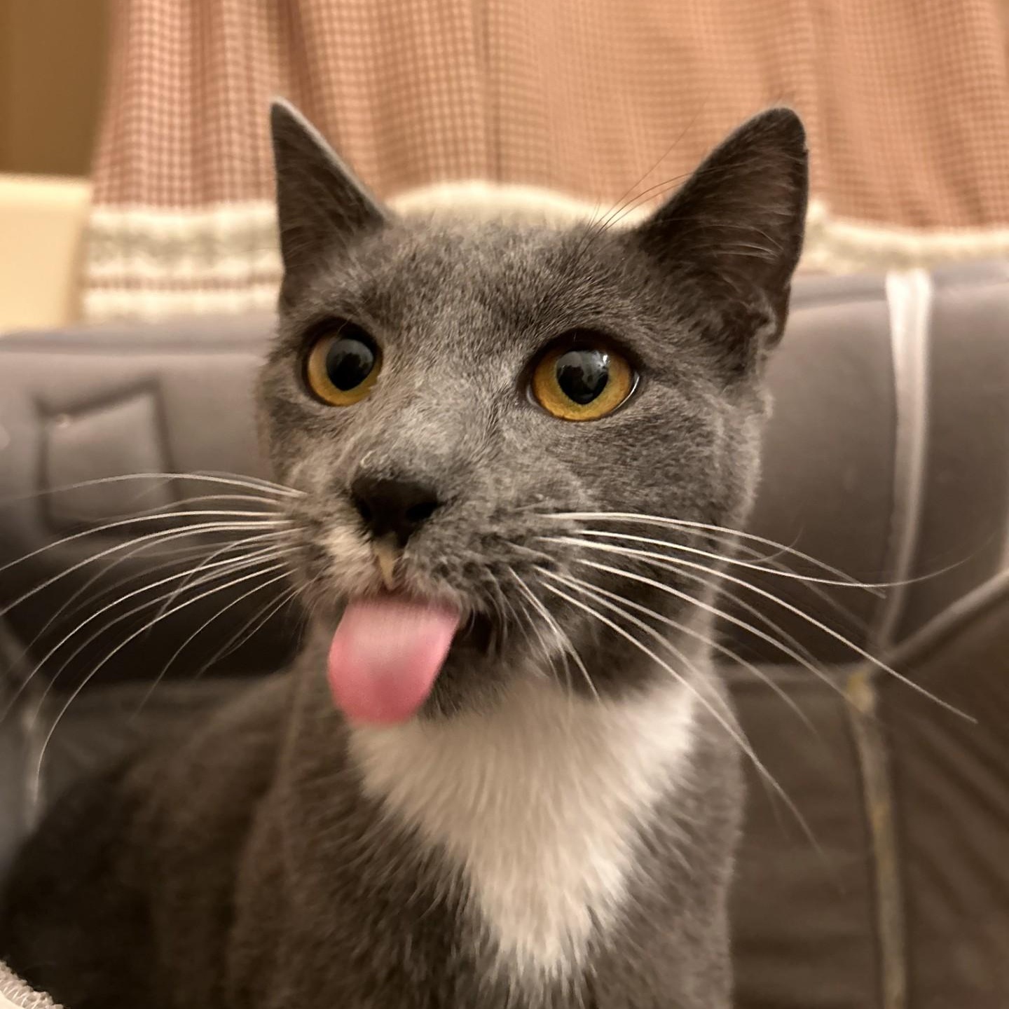 Enlarge Grayson III, an adopted Domestic Short Hair in Cooperstown, NY image 1/4