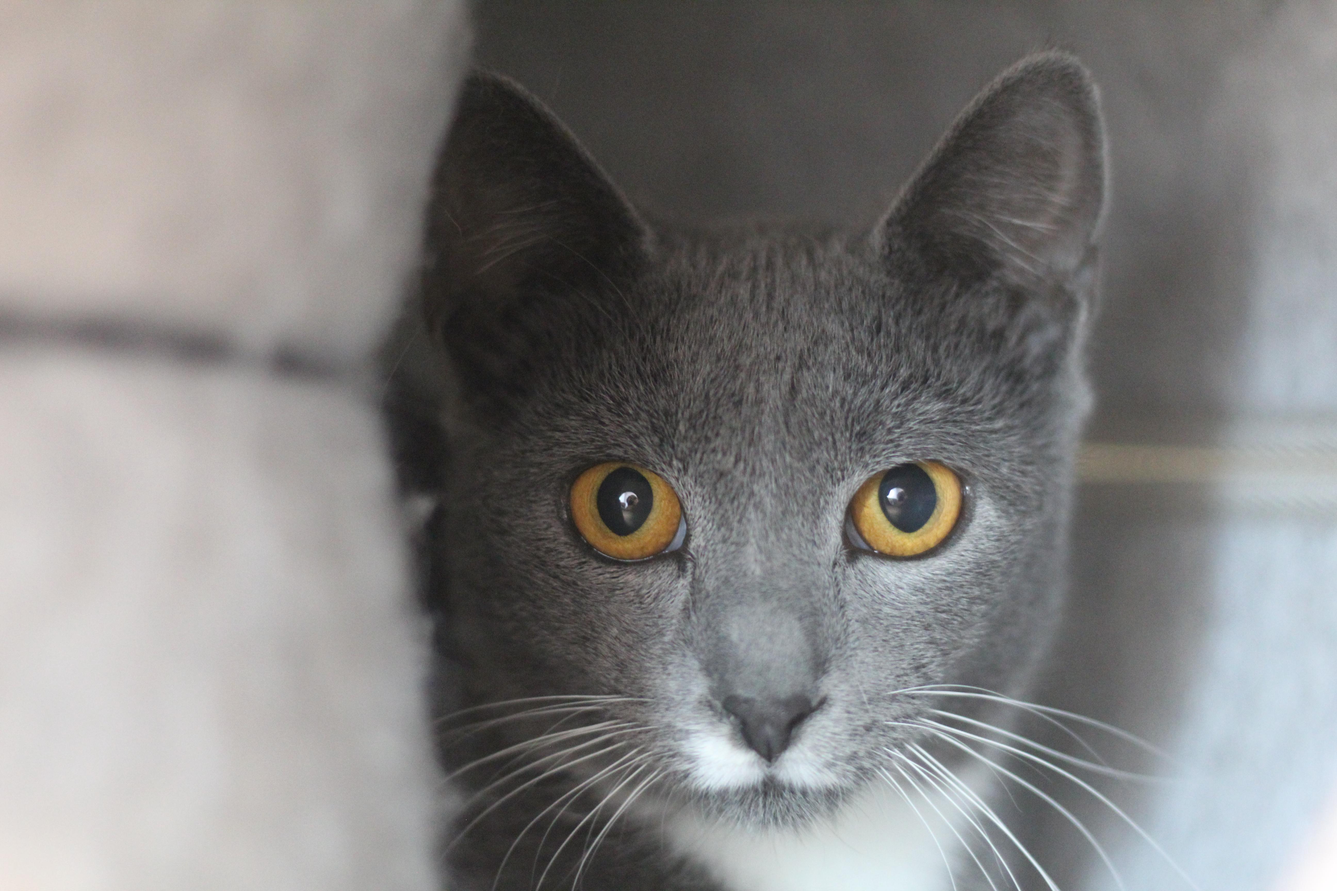 Enlarge Grayson III, a Adoptable Domestic Short Hair in Cooperstown, NY image 2/2