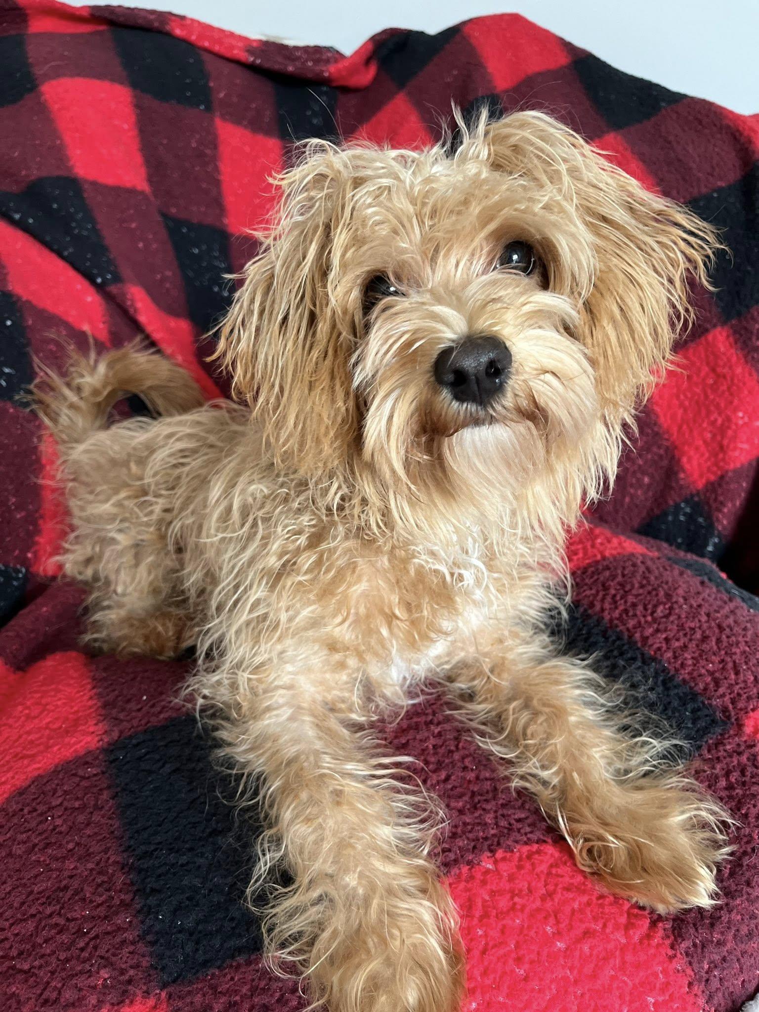 Enlarge Peanut, an adopted mixed breed in Essex, MD image 3/5