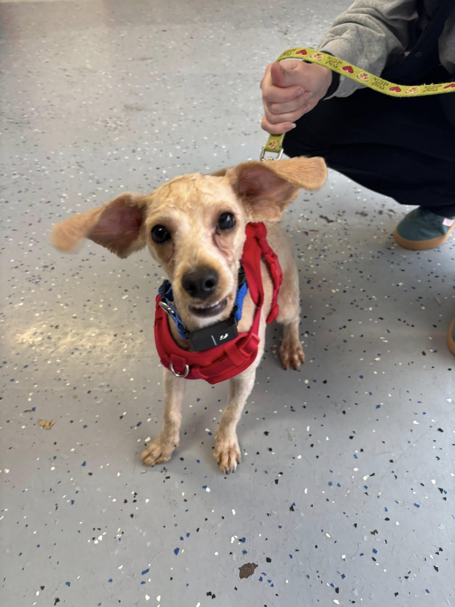 Enlarge Peanut, an adopted mixed breed in Essex, MD image 1/5