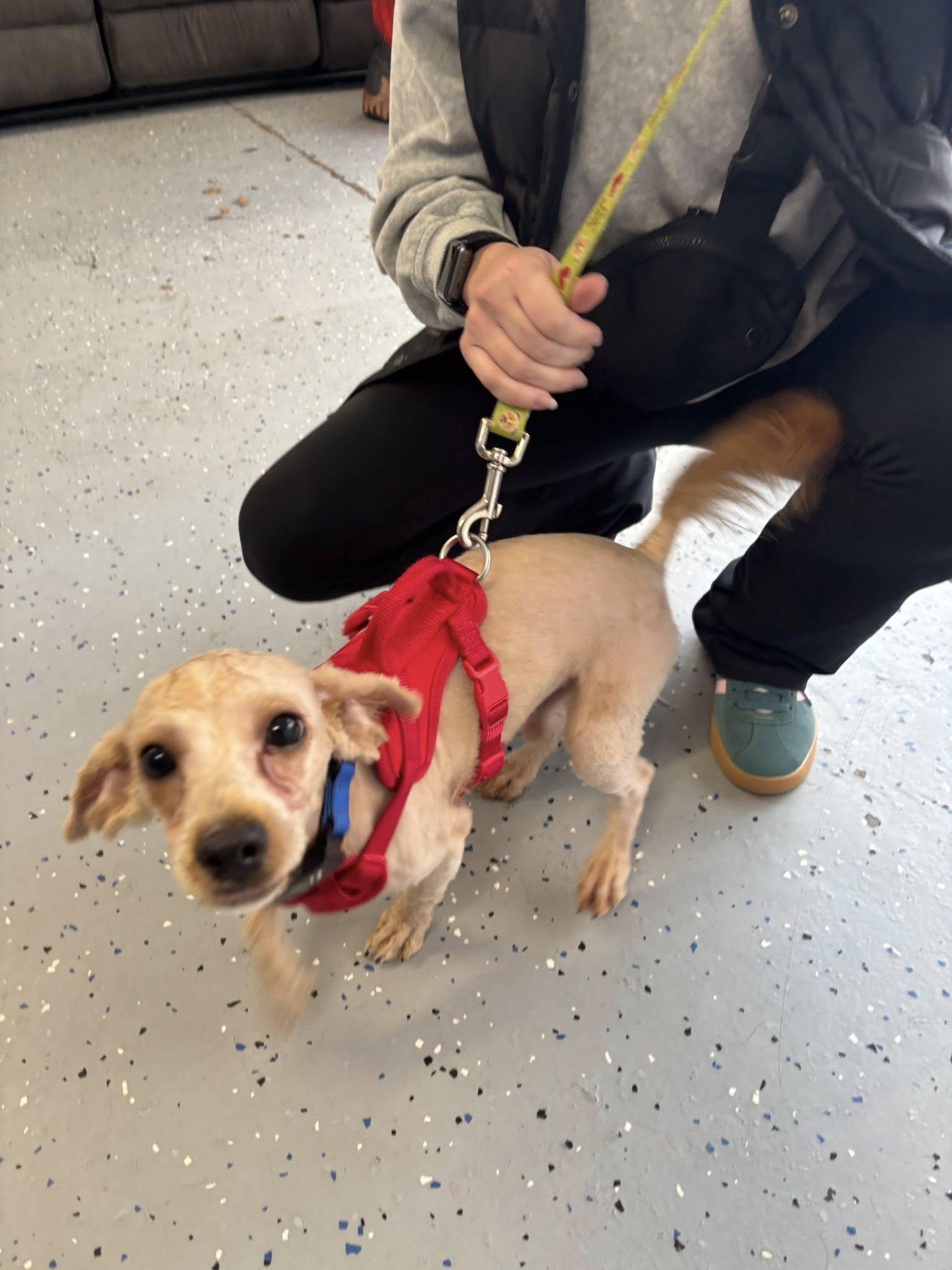 Enlarge Peanut, an adopted mixed breed in Essex, MD image 2/5