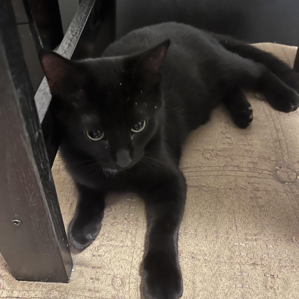 Darlington, Adoptable, Young Male Domestic Short Hair.