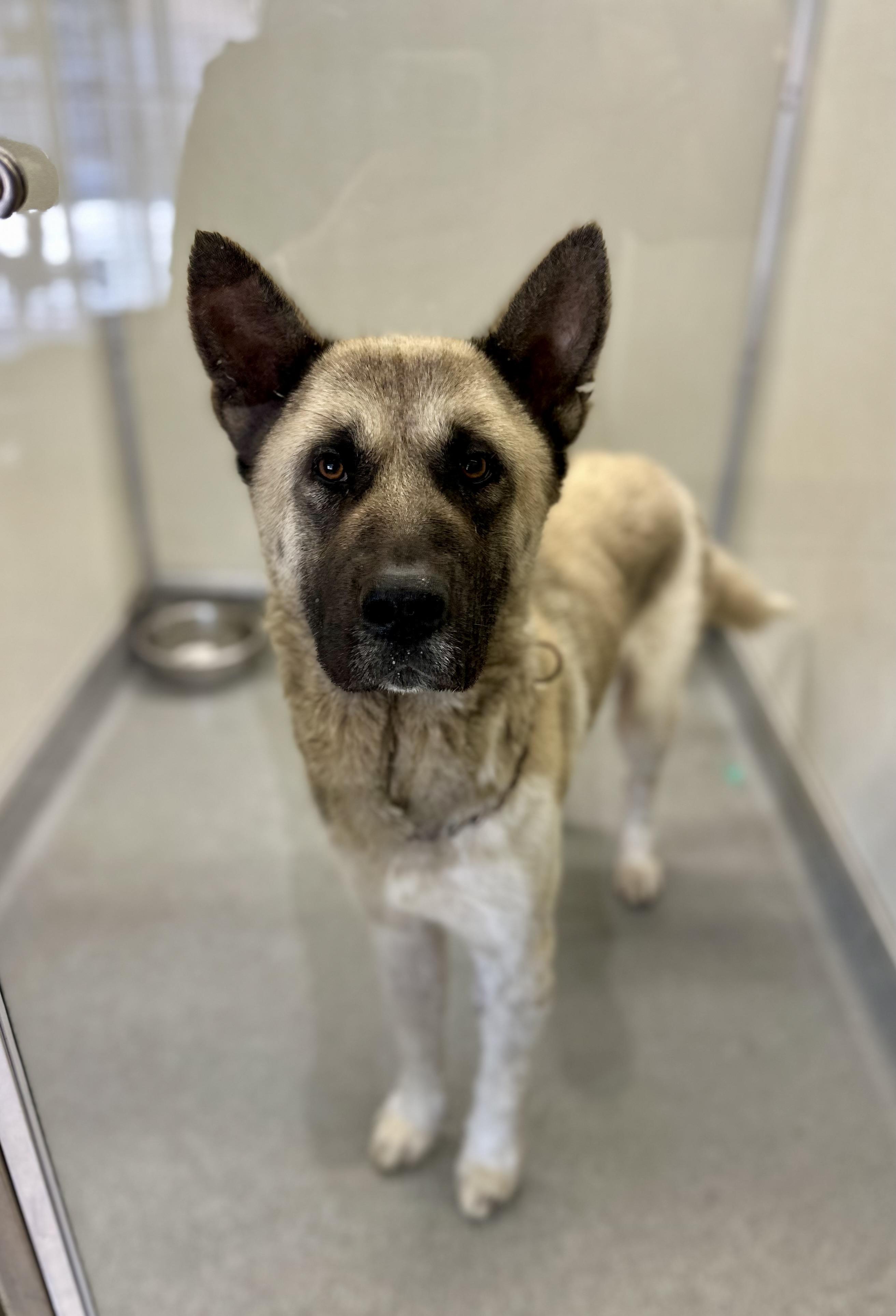 Bear #4079 (405), Adoptable, Adult Male Akita & Shepherd.