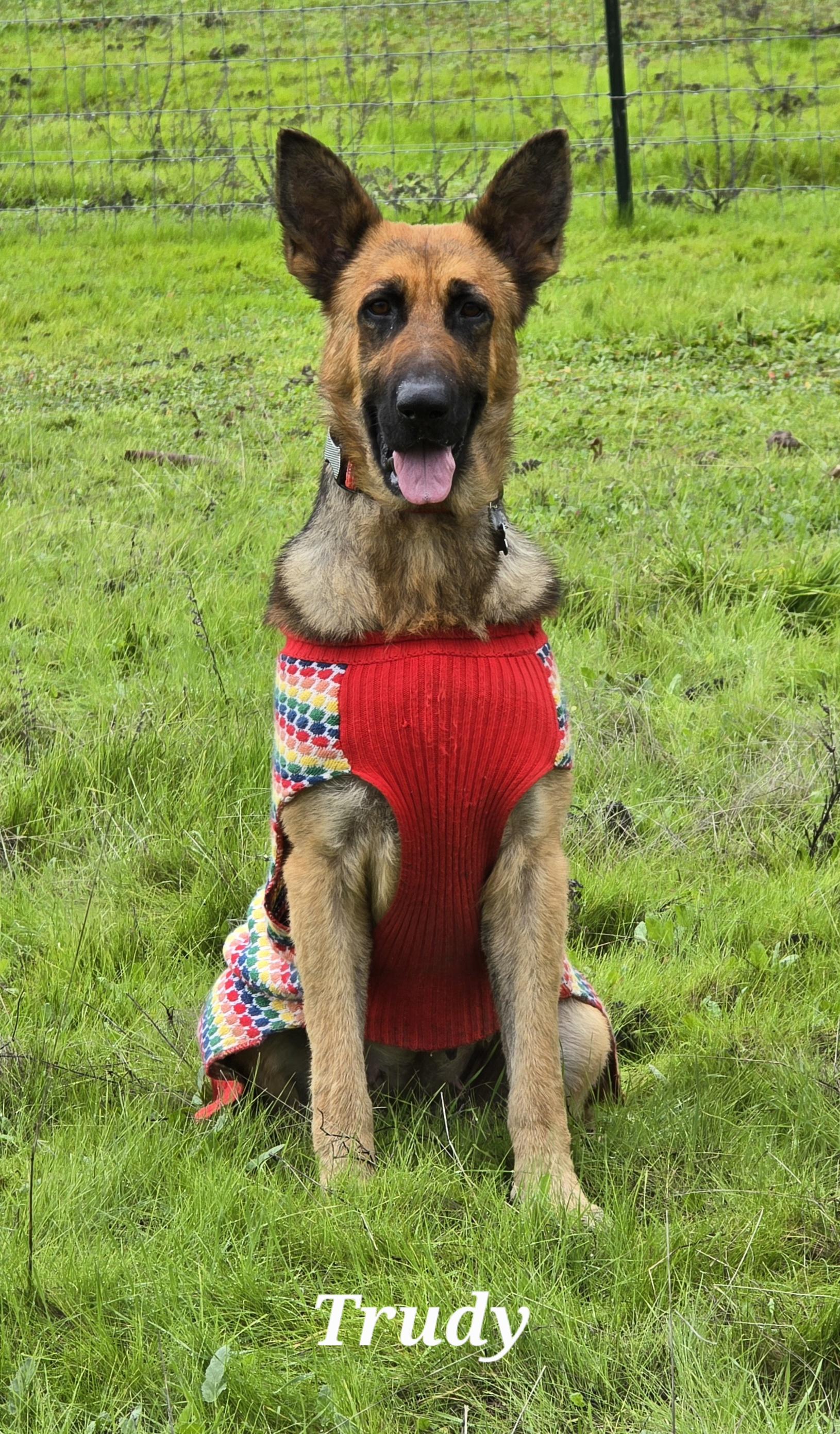 Trudy, ADOPTABLE, Adult Male German Shepherd Dog.