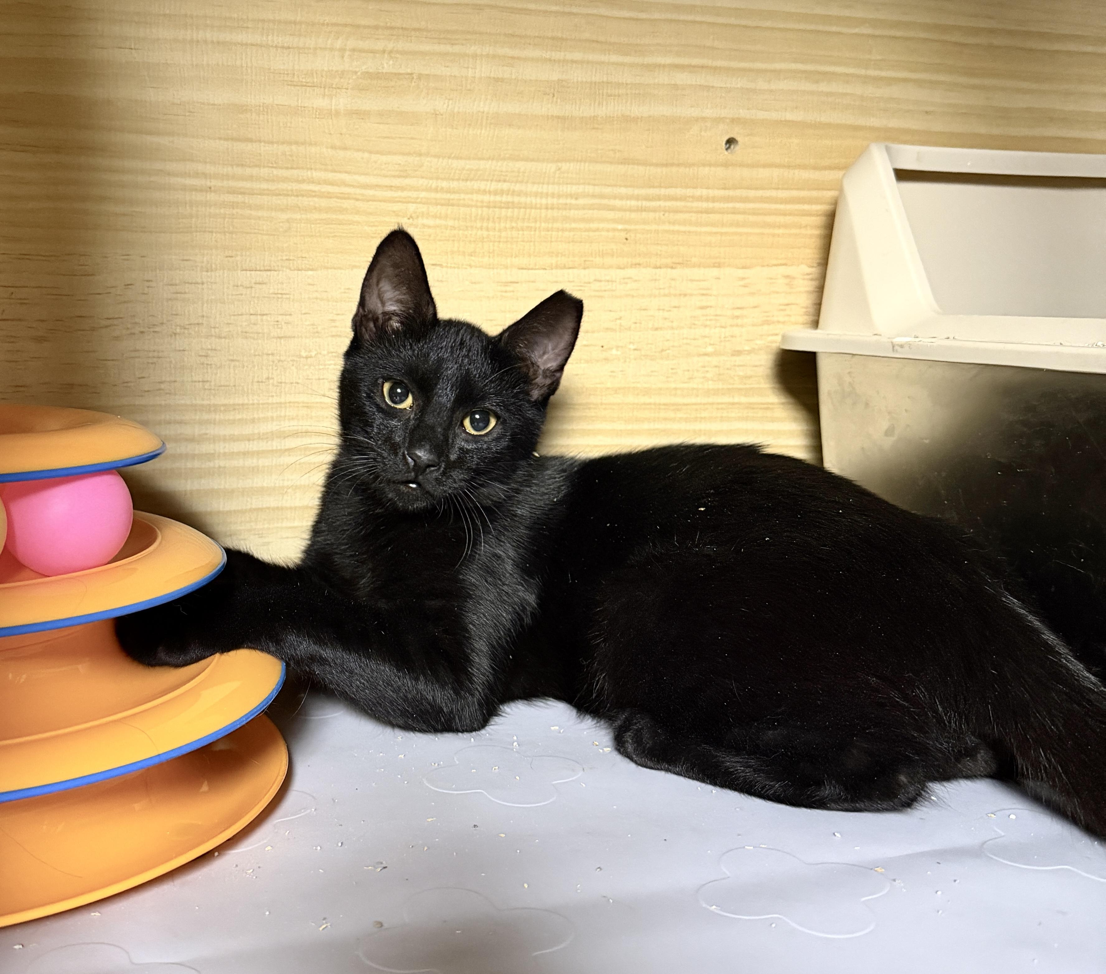 Milo, Adoptable, Young Male Domestic Short Hair.