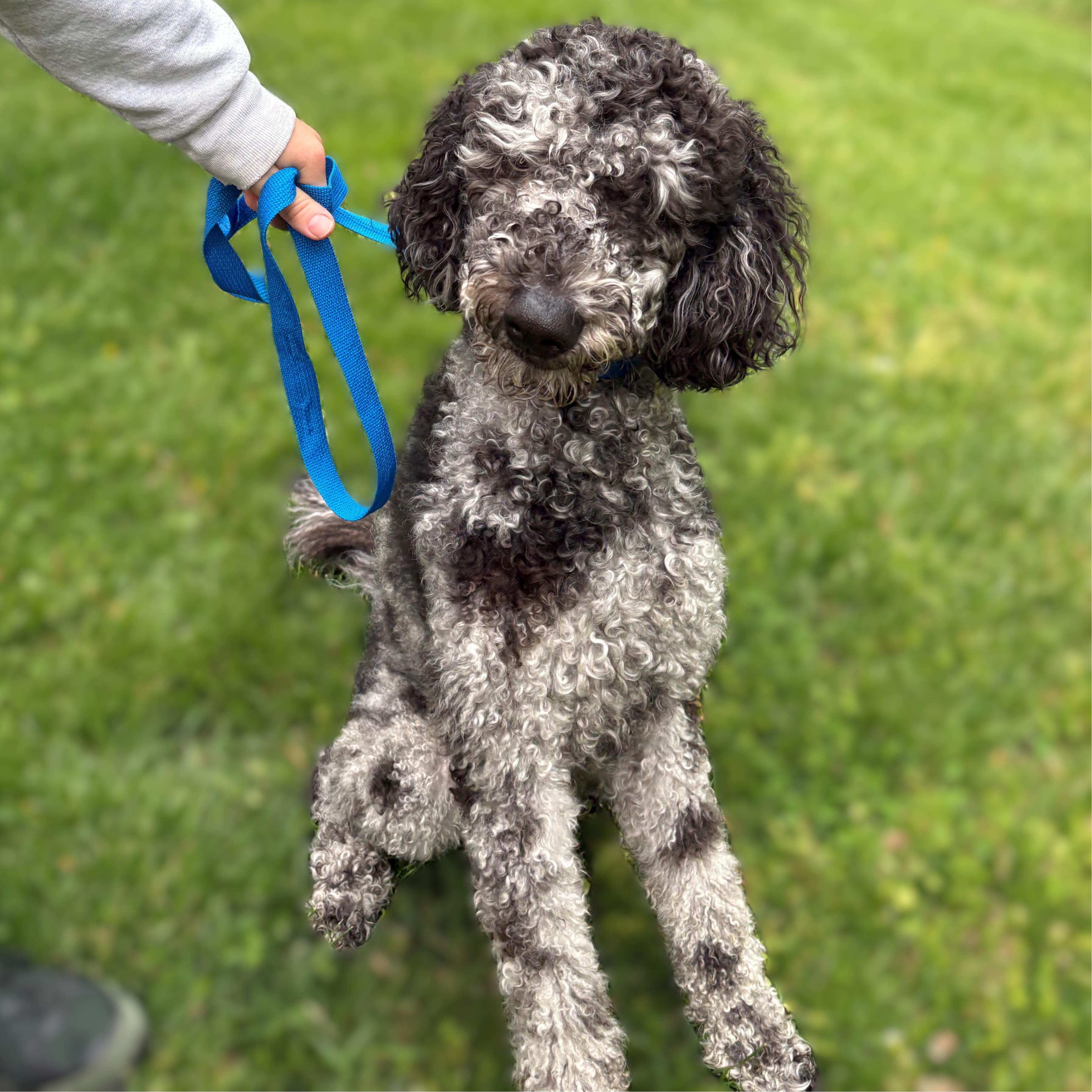 Pucci- #51109, ADOPTABLE, Young Male Poodle.