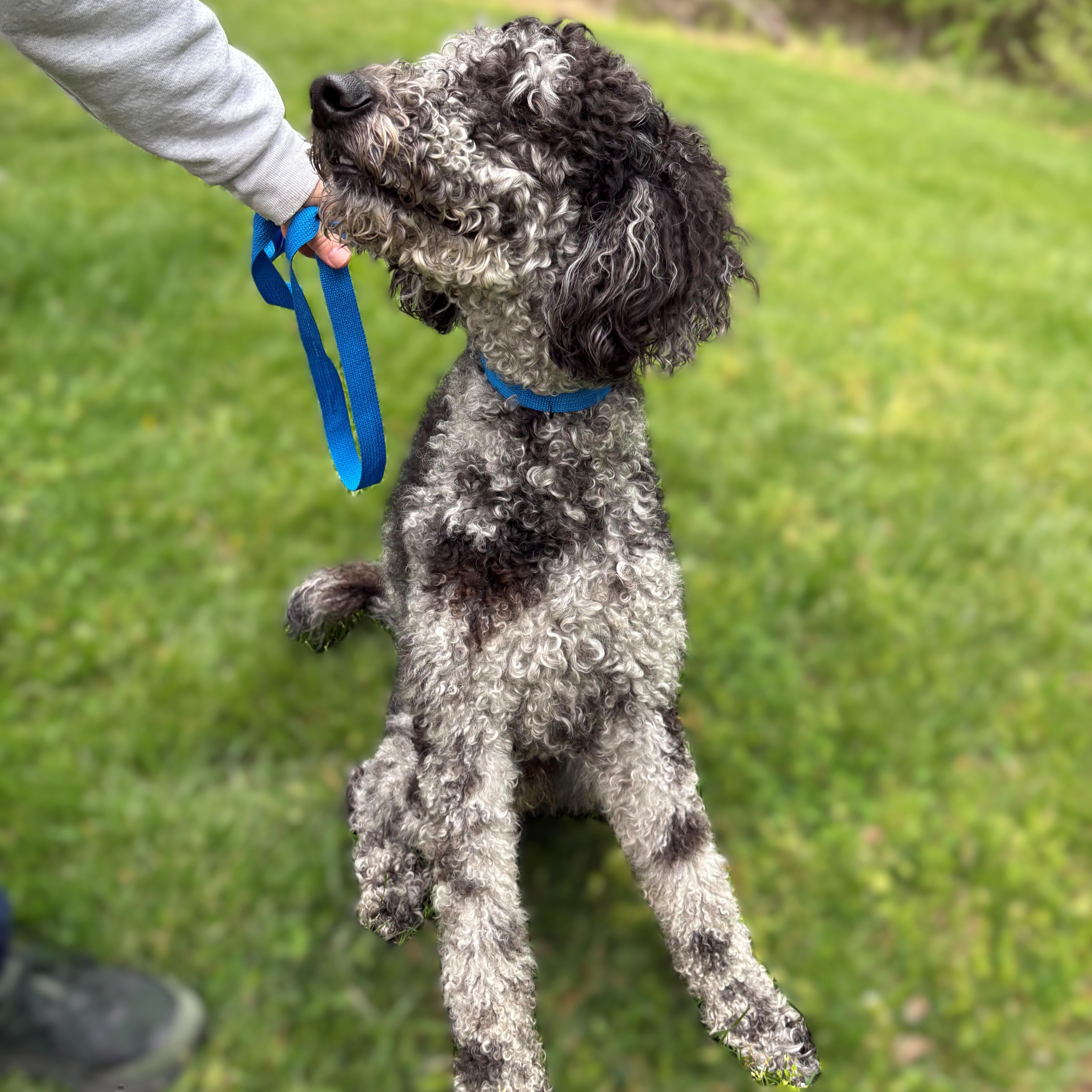 Enlarge Pucci- #51109, a ADOPTABLE Poodle in Columbia, MD image 2/2