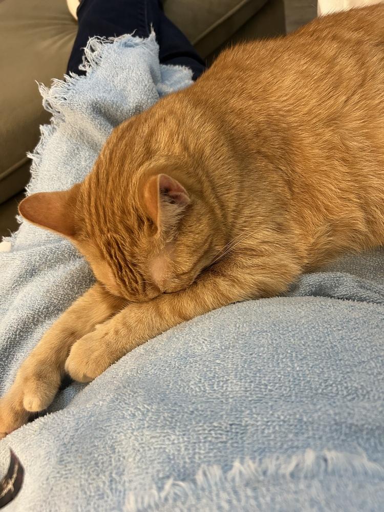 Thumbs, Adoptable, Senior Female Domestic Short Hair.