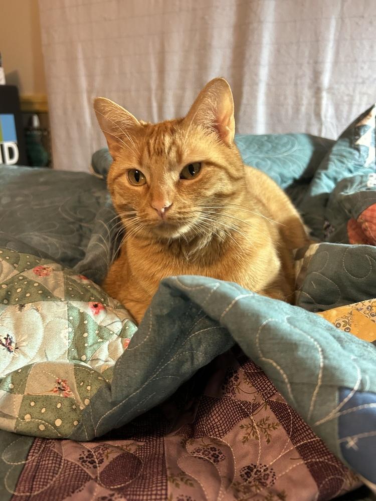 Enlarge Thumbs, a Adoptable Domestic Short Hair in Urbana, IL image 2/5