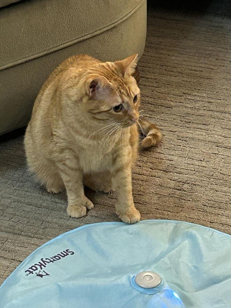 Enlarge Thumbs, a Adoptable Domestic Short Hair in Urbana, IL image 4/5