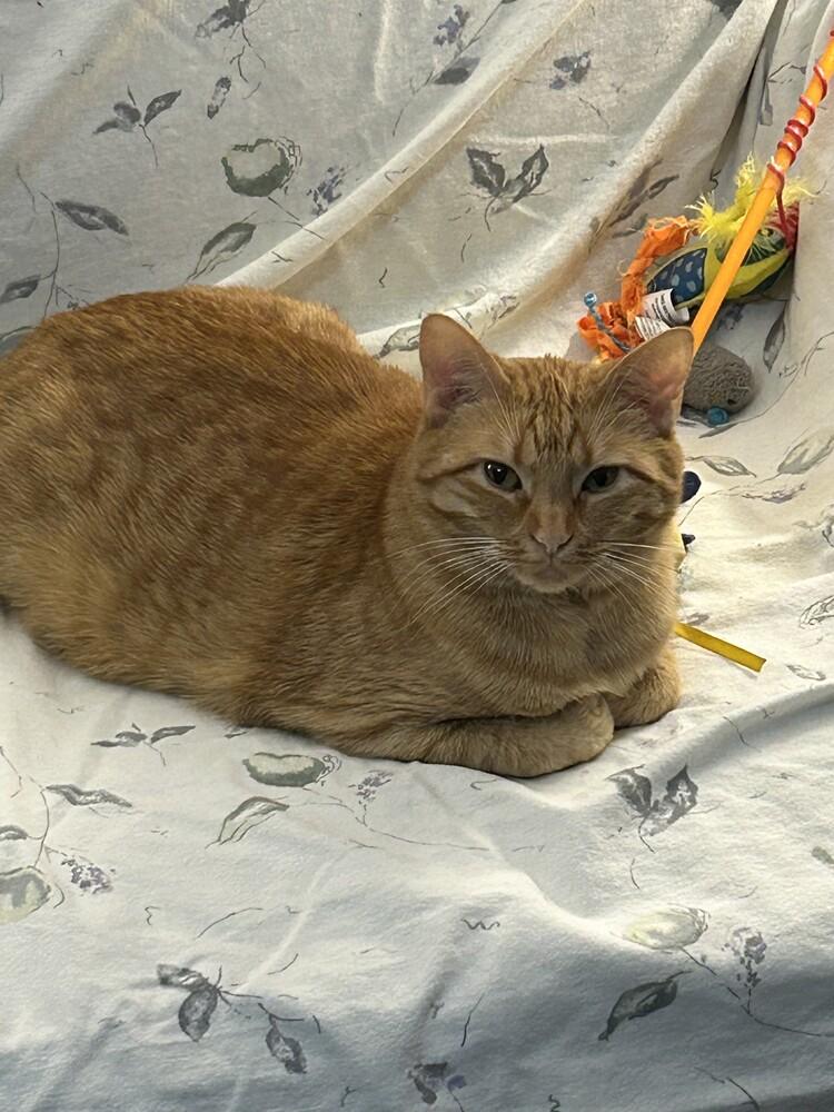 Enlarge Thumbs, a Adoptable Domestic Short Hair in Urbana, IL image 5/5