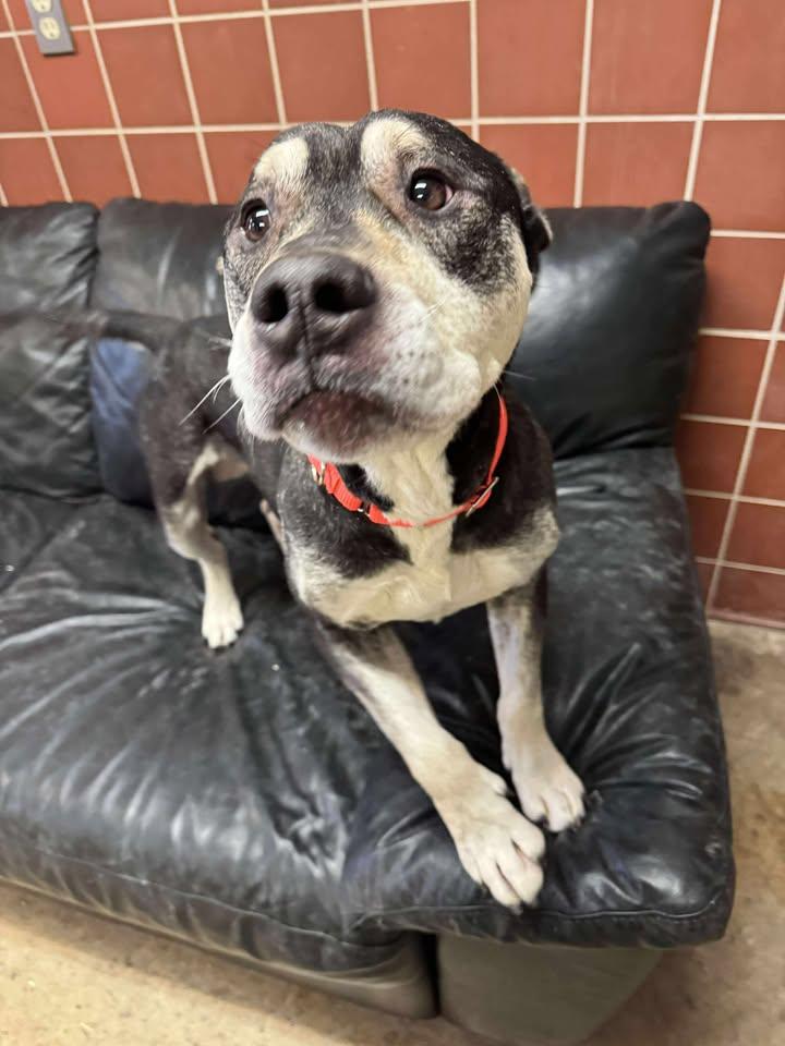 Roscoe, a ADOPTABLE mixed breed in Chardon, OH image 2/6