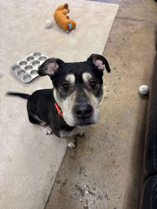 Roscoe, a ADOPTABLE mixed breed in Chardon, OH image 1/6