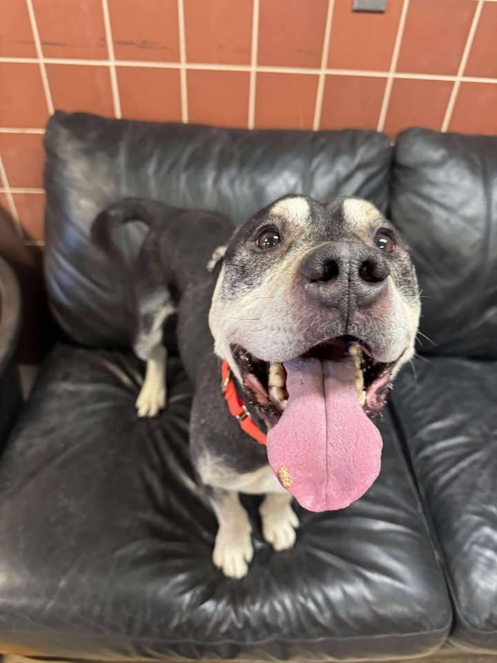 Roscoe, a ADOPTABLE mixed breed in Chardon, OH image 4/6