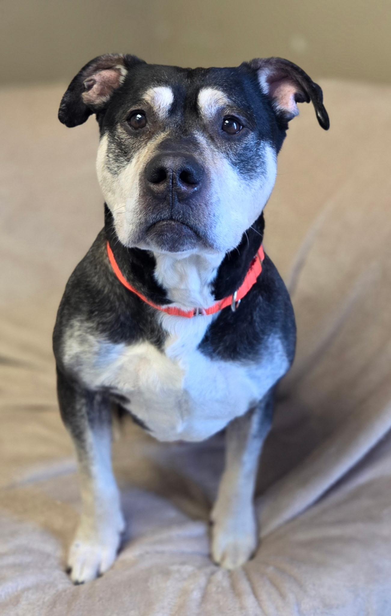Roscoe, ADOPTABLE, Senior Male Terrier.