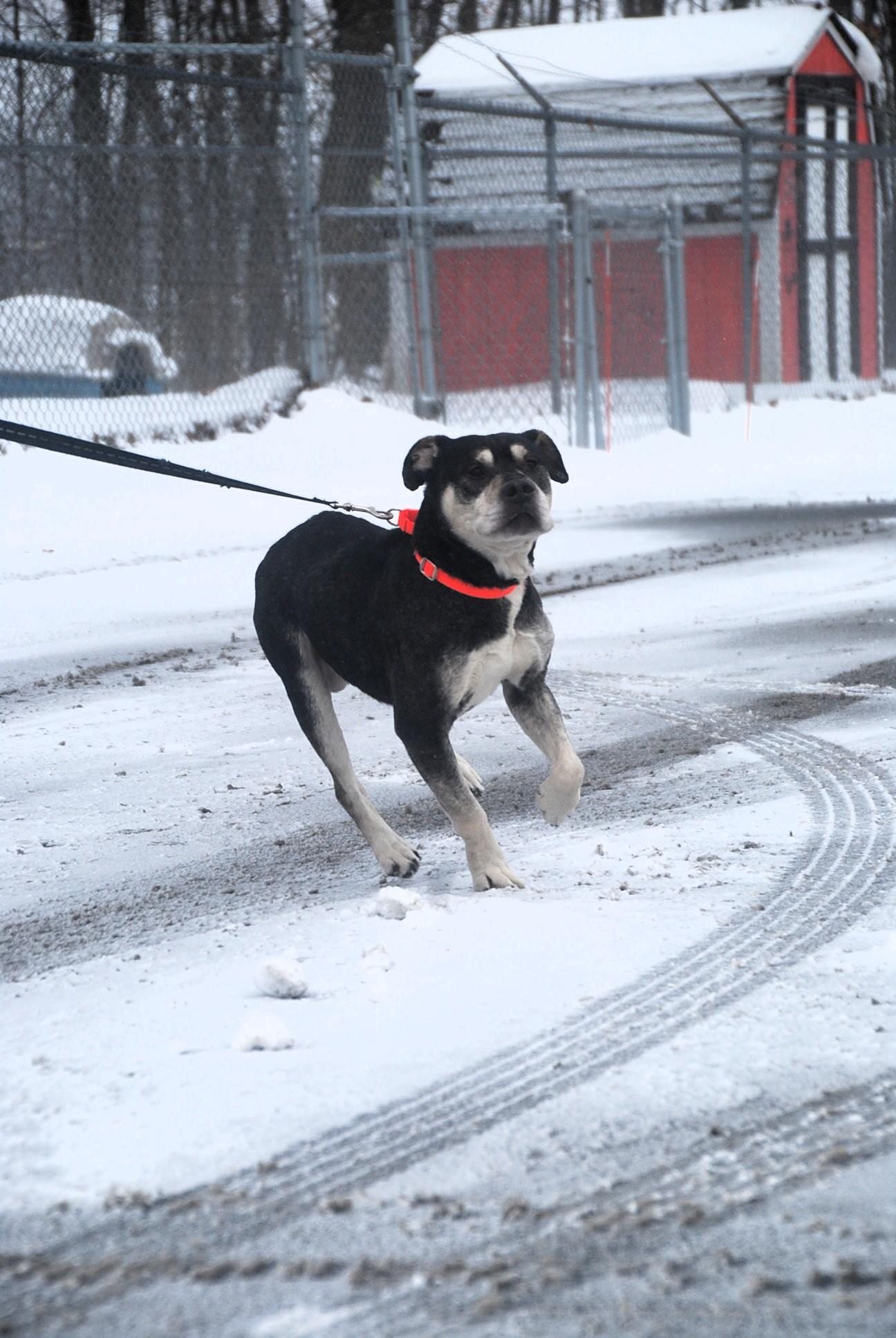 Roscoe, a ADOPTABLE mixed breed in Chardon, OH image 6/6