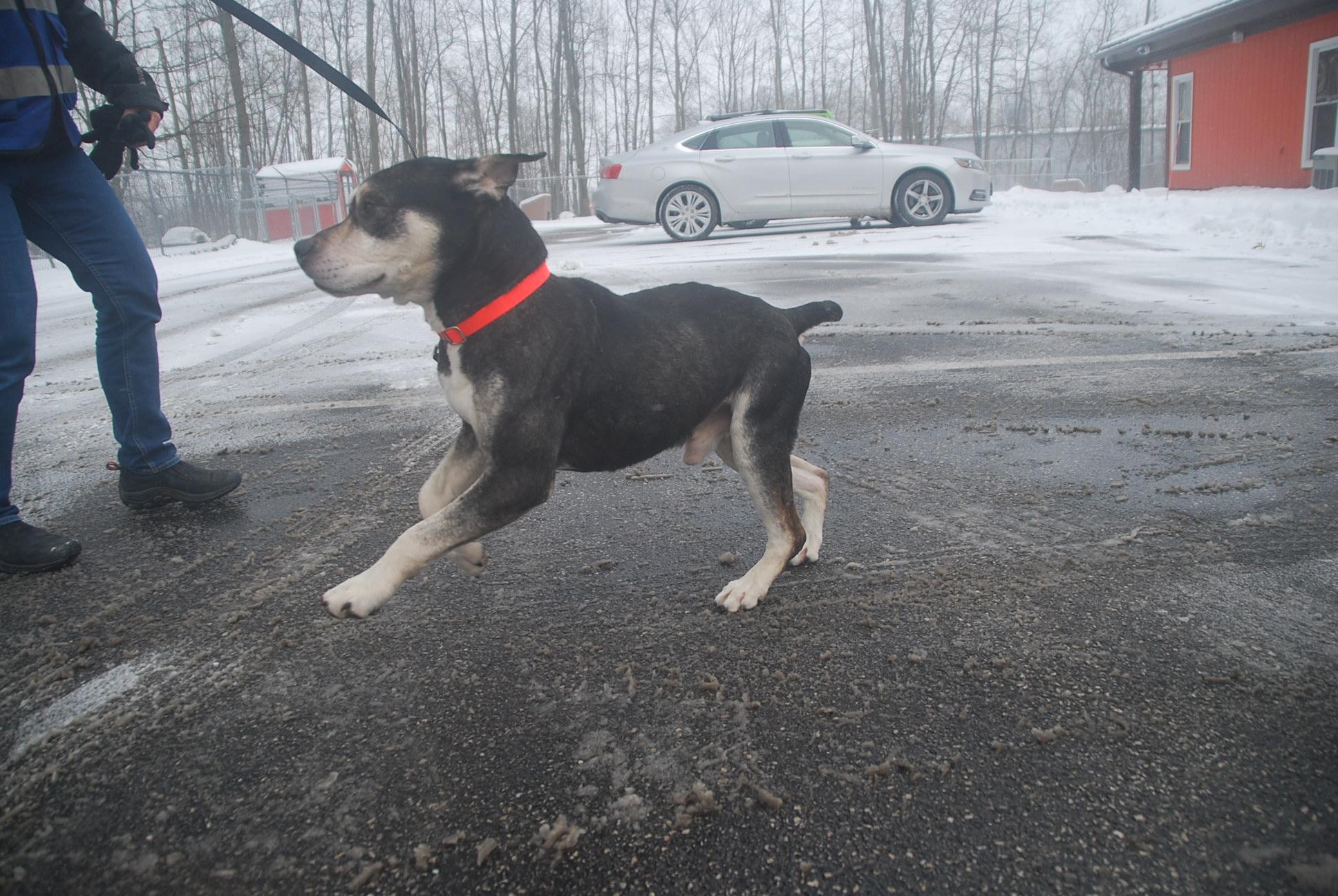 Roscoe, a ADOPTABLE mixed breed in Chardon, OH image 5/6