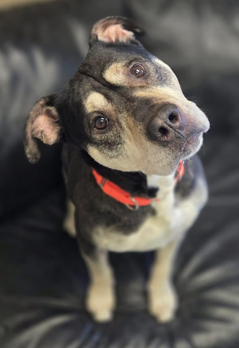 Enlarge Roscoe, a ADOPTABLE mixed breed in Chardon, OH image 2/6