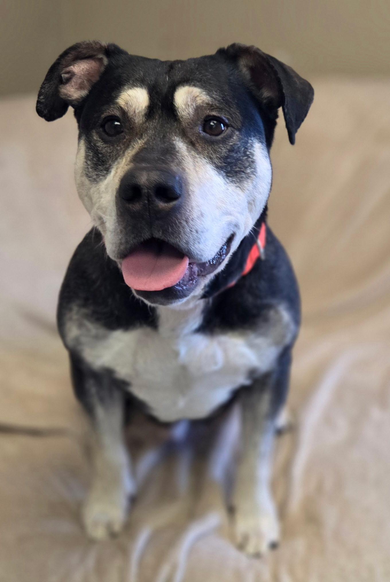 Enlarge Roscoe, a ADOPTABLE mixed breed in Chardon, OH image 5/6