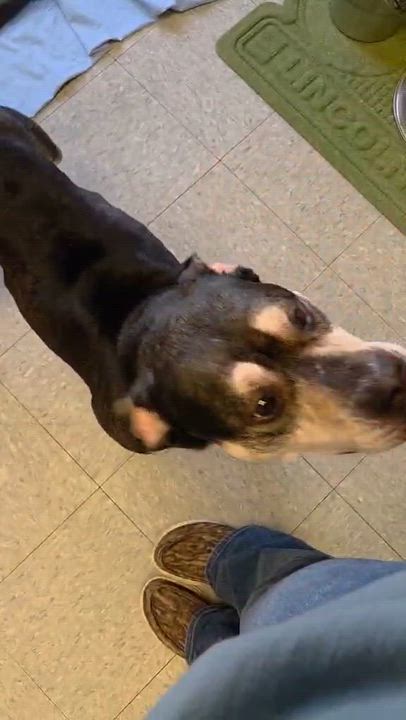 Enlarge Roscoe, a ADOPTABLE mixed breed in Chardon, OH video 6/6
