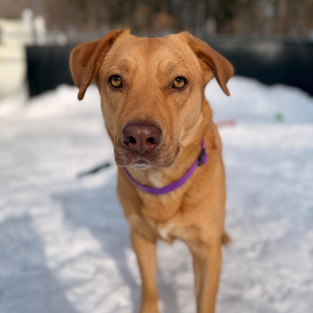 Belinda, Adoptable, Adult Female Labrador Retriever & Mixed Breed.