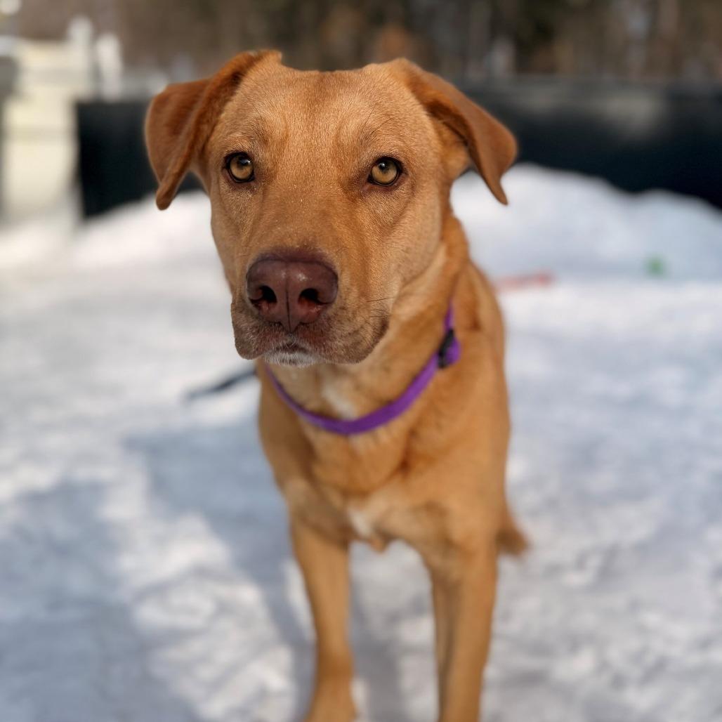 Enlarge Belinda, a Adoptable mixed breed in Hopkinton, MA image 2/4