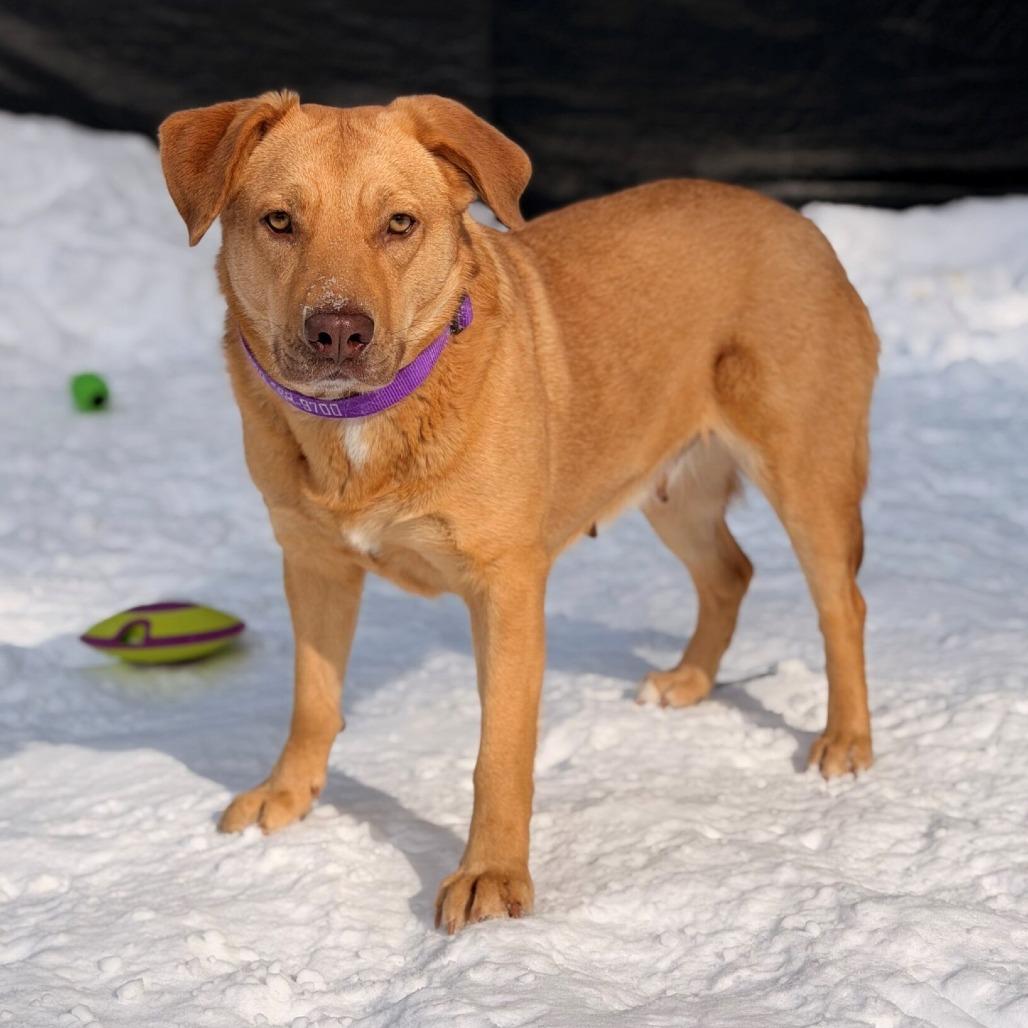 Enlarge Belinda, a Adoptable mixed breed in Hopkinton, MA image 3/4