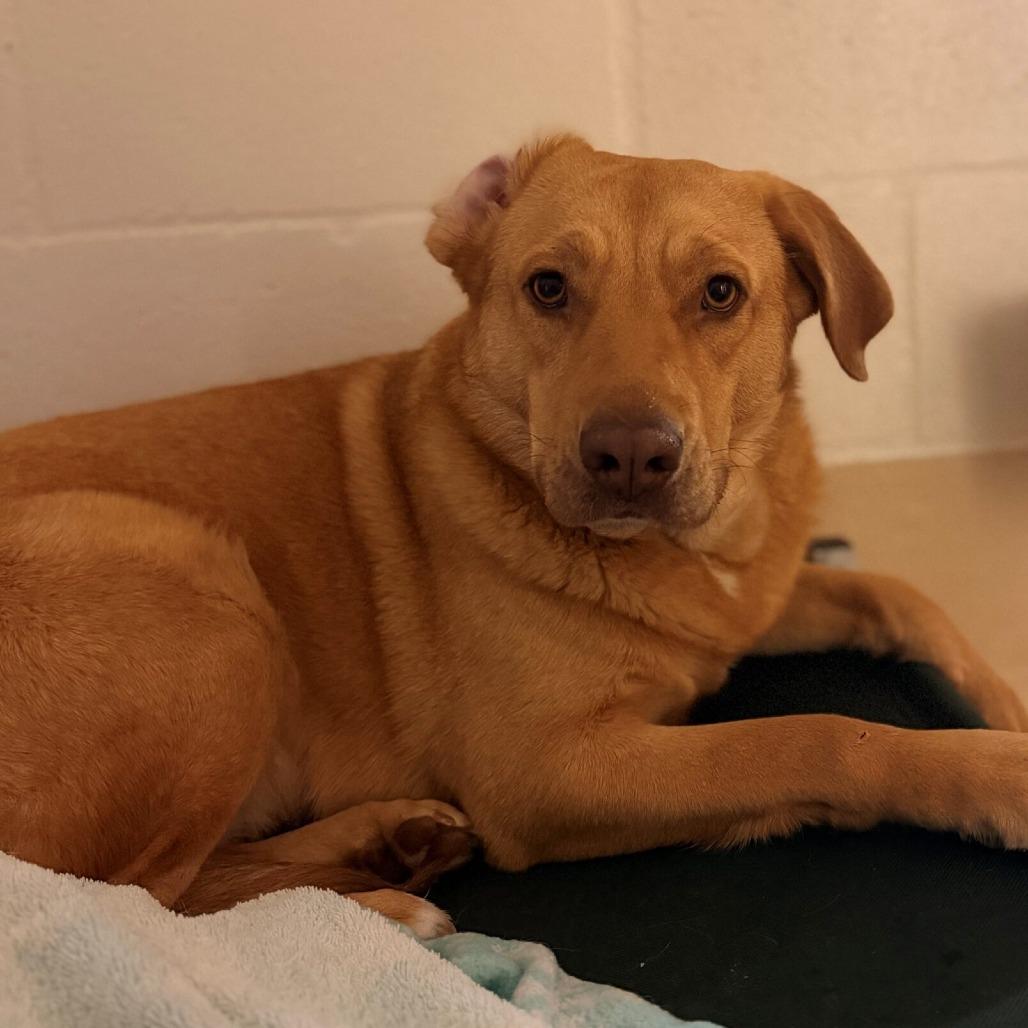 Enlarge Belinda, a Adoptable mixed breed in Hopkinton, MA image 4/4