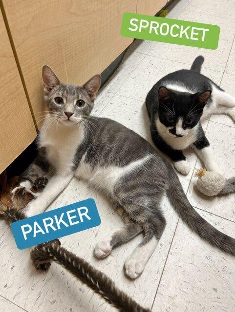 Enlarge Parker, a Adopted Tabby in Willingboro, NJ image 1/3