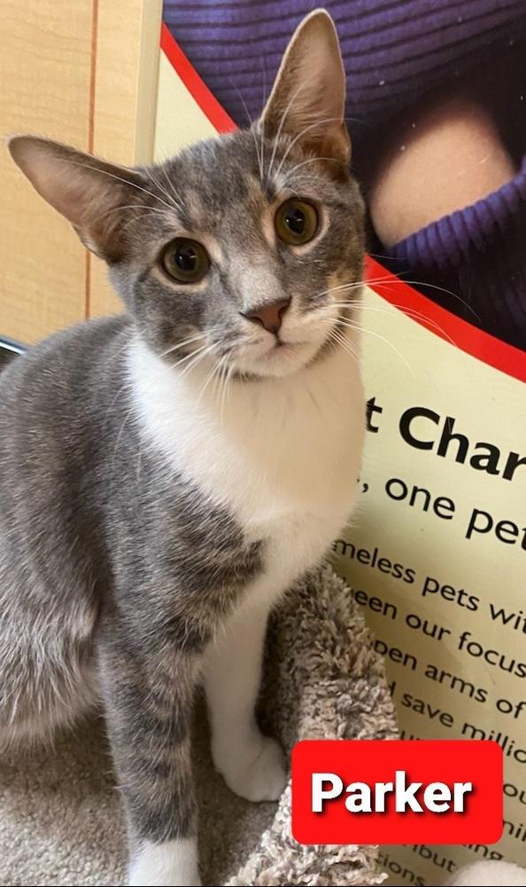 Enlarge Parker, a Adopted Tabby in Willingboro, NJ image 2/3